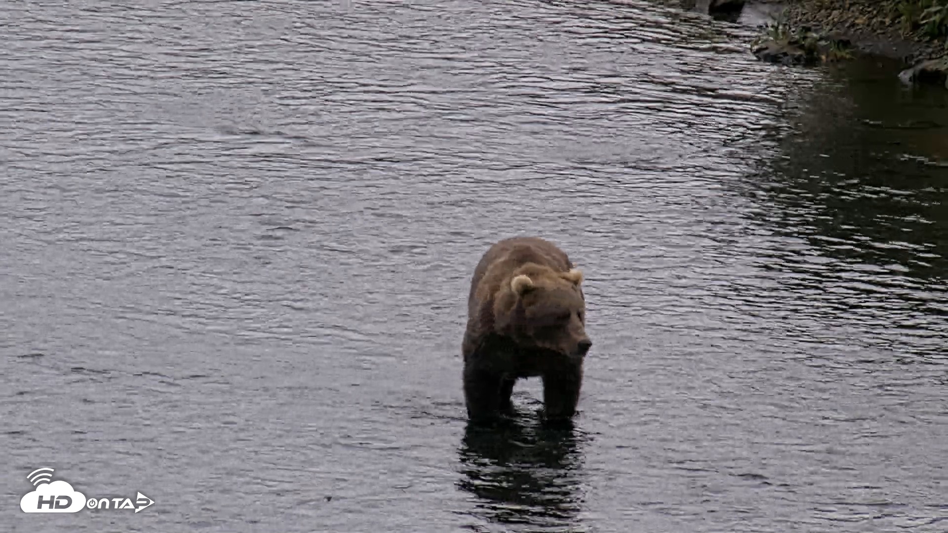 Snapshot of Kodiak Alaska Brown Bears Live Webcam taken Aug 18, 2026, 4:49pm AKDT