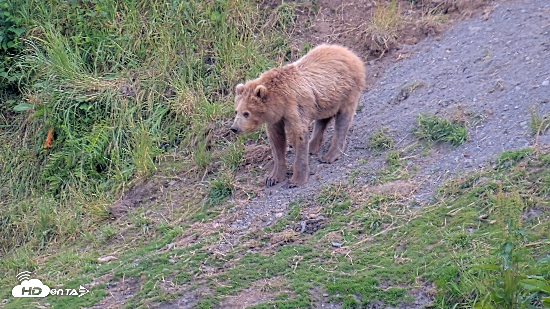 Snapshot of Kodiak Alaska Brown Bears Live Webcam taken Aug 1, 2026, 6:52pm AKDT