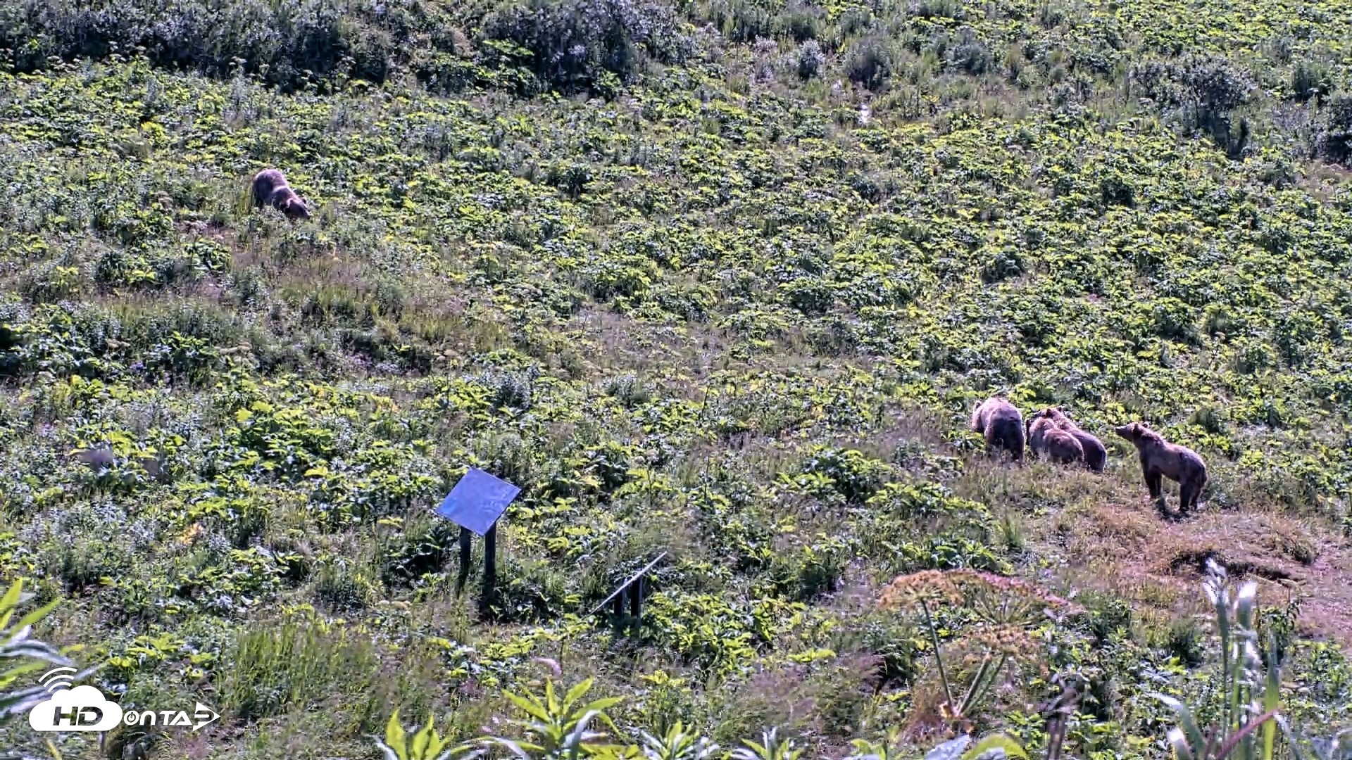 Snapshot of Kodiak Alaska Brown Bears Live Webcam taken Jul 30, 2026, 10:51am AKDT