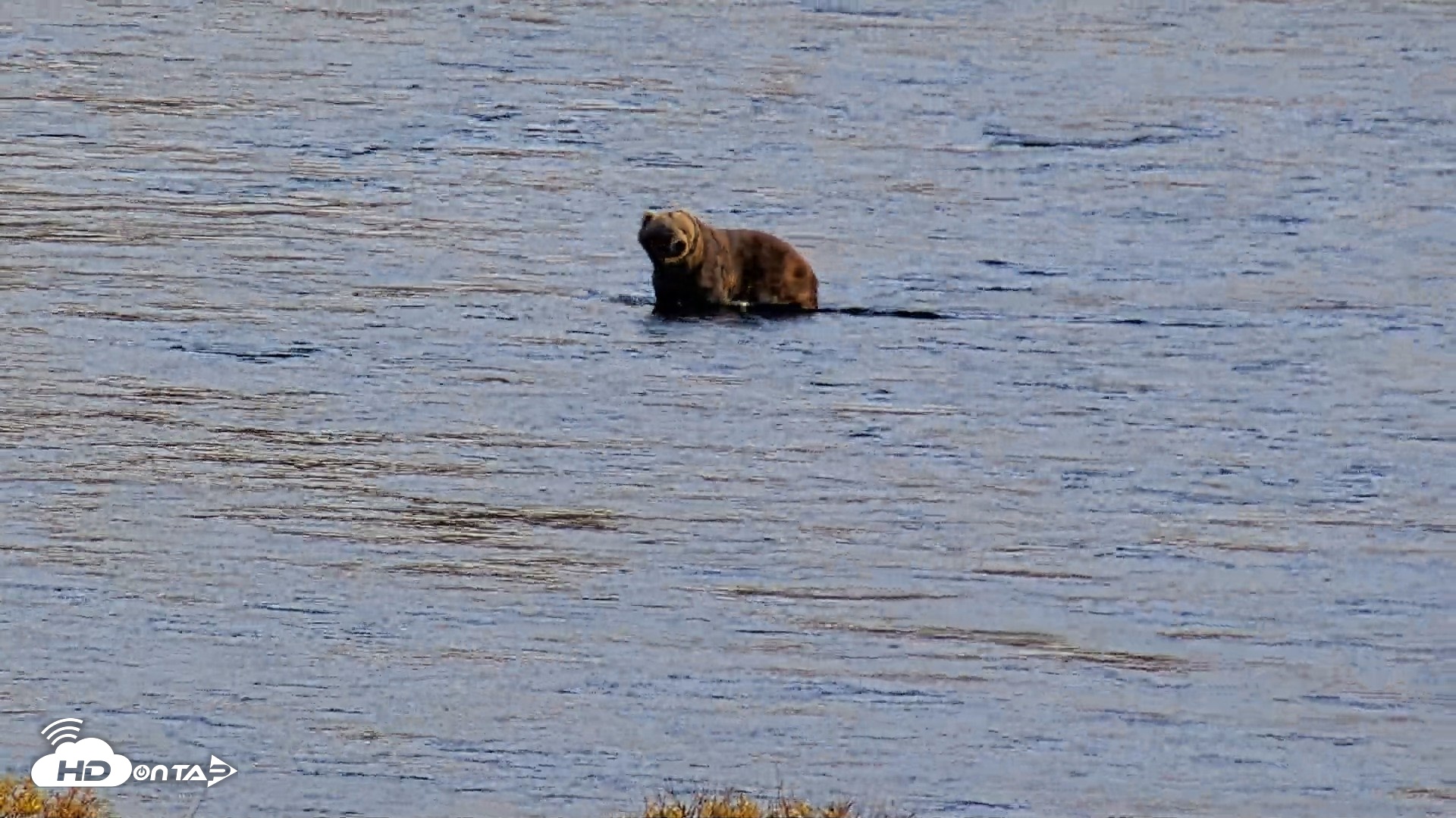 Snapshot of Kodiak Alaska Brown Bears Live Webcam taken Oct 2, 2026, 5:33pm AKDT