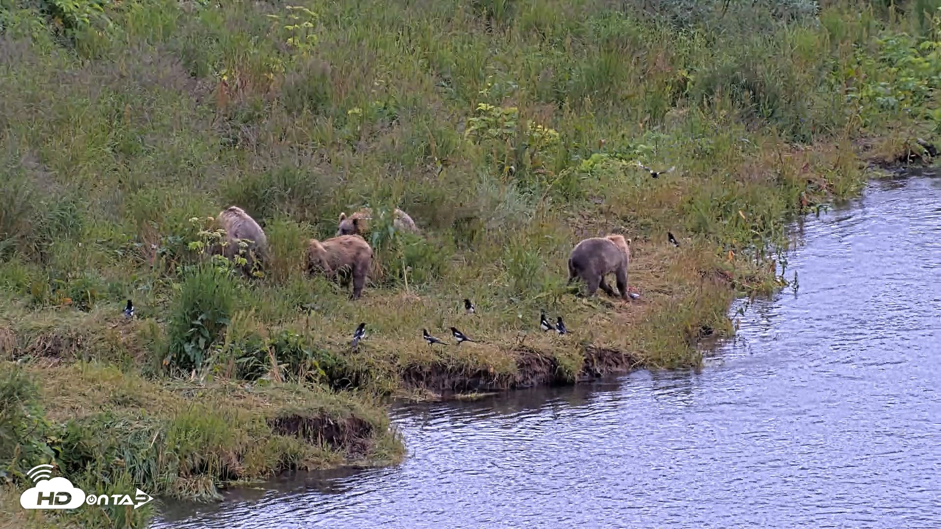 Snapshot of Kodiak Alaska Brown Bears Live Webcam taken Aug 2, 2026, 12:23pm AKDT