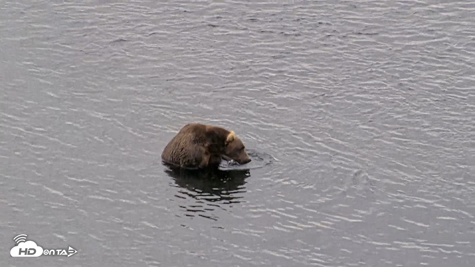 Snapshot of Kodiak Alaska Brown Bears Live Webcam taken Aug 10, 2026, 5:59pm AKDT