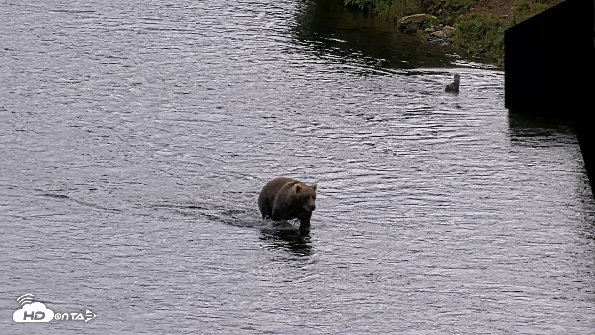Snapshot of Kodiak Alaska Brown Bears Live Webcam taken Aug 6, 2026, 11:42am AKDT