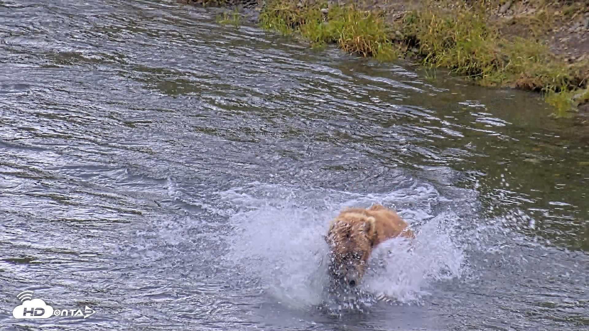 Snapshot of Kodiak Alaska Brown Bears Live Webcam taken Aug 4, 2026, 12:58pm AKDT