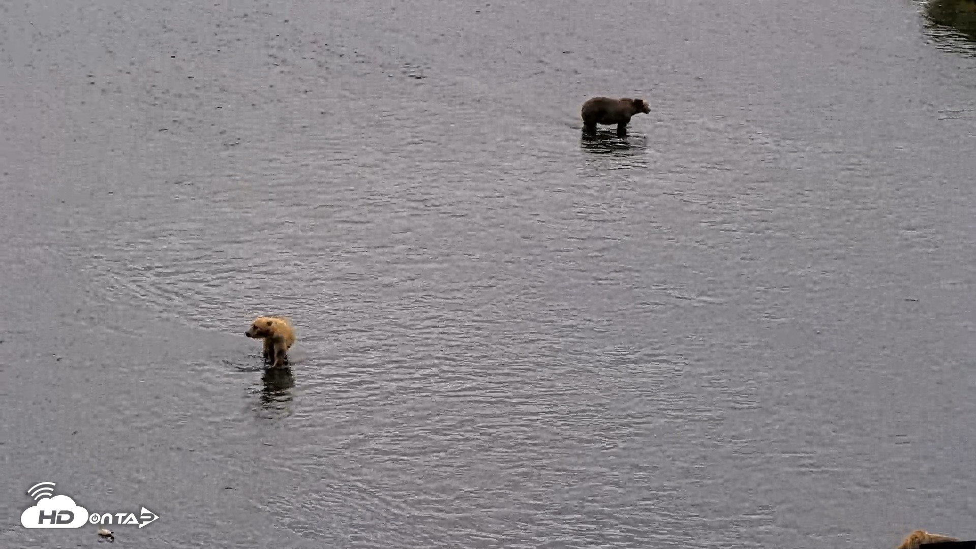 Snapshot of Kodiak Alaska Brown Bears Live Webcam taken Aug 7, 2026, 12:14pm AKDT