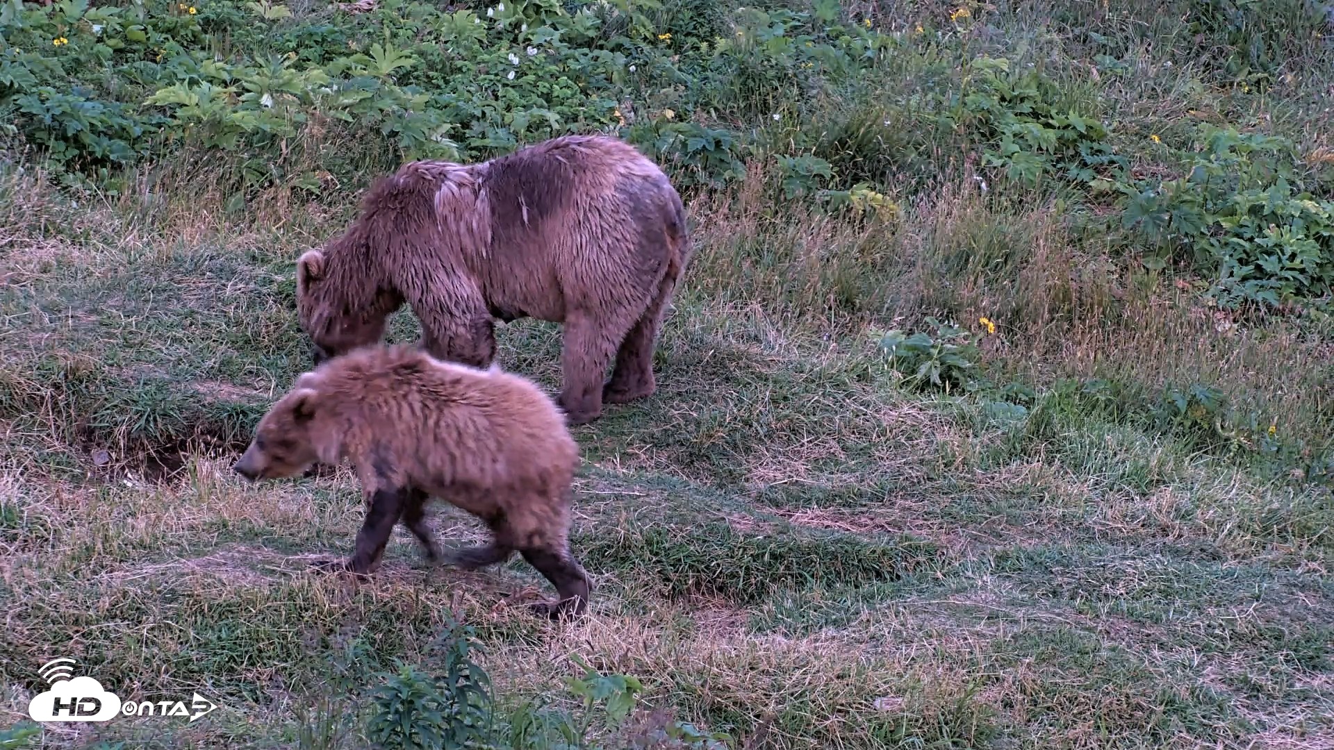 Snapshot of Kodiak Alaska Brown Bears Live Webcam taken Aug 11, 2026, 10:09pm AKDT