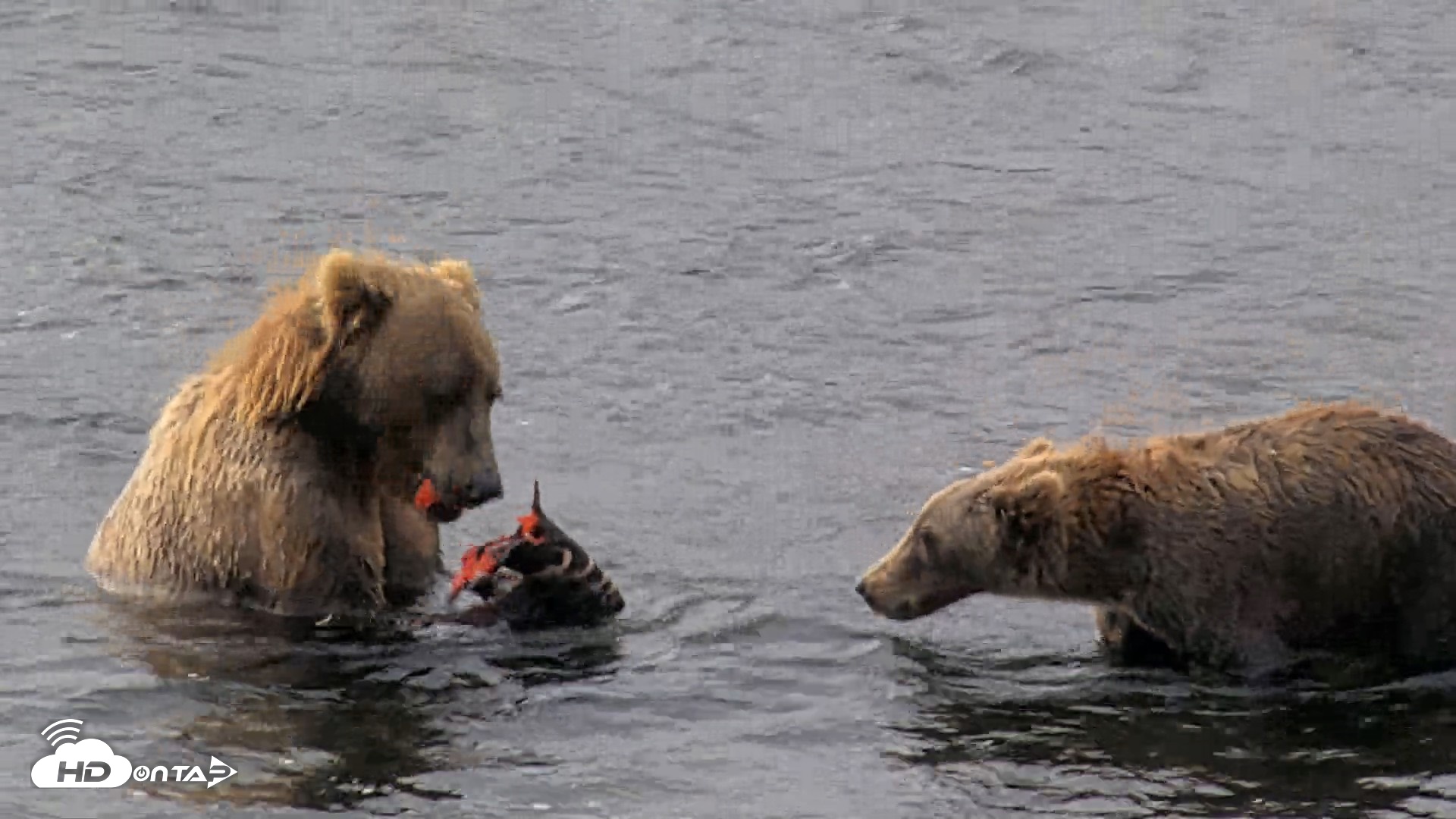 Snapshot of Kodiak Alaska Brown Bears Live Webcam taken Aug 18, 2026, 10:01am AKDT