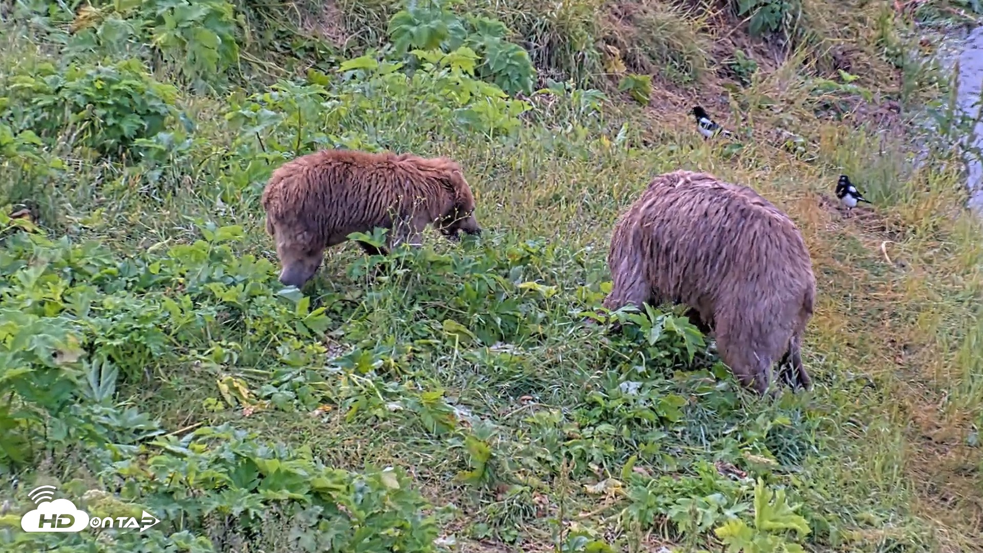 Snapshot of Kodiak Alaska Brown Bears Live Webcam taken Aug 2, 2026, 9:00am AKDT