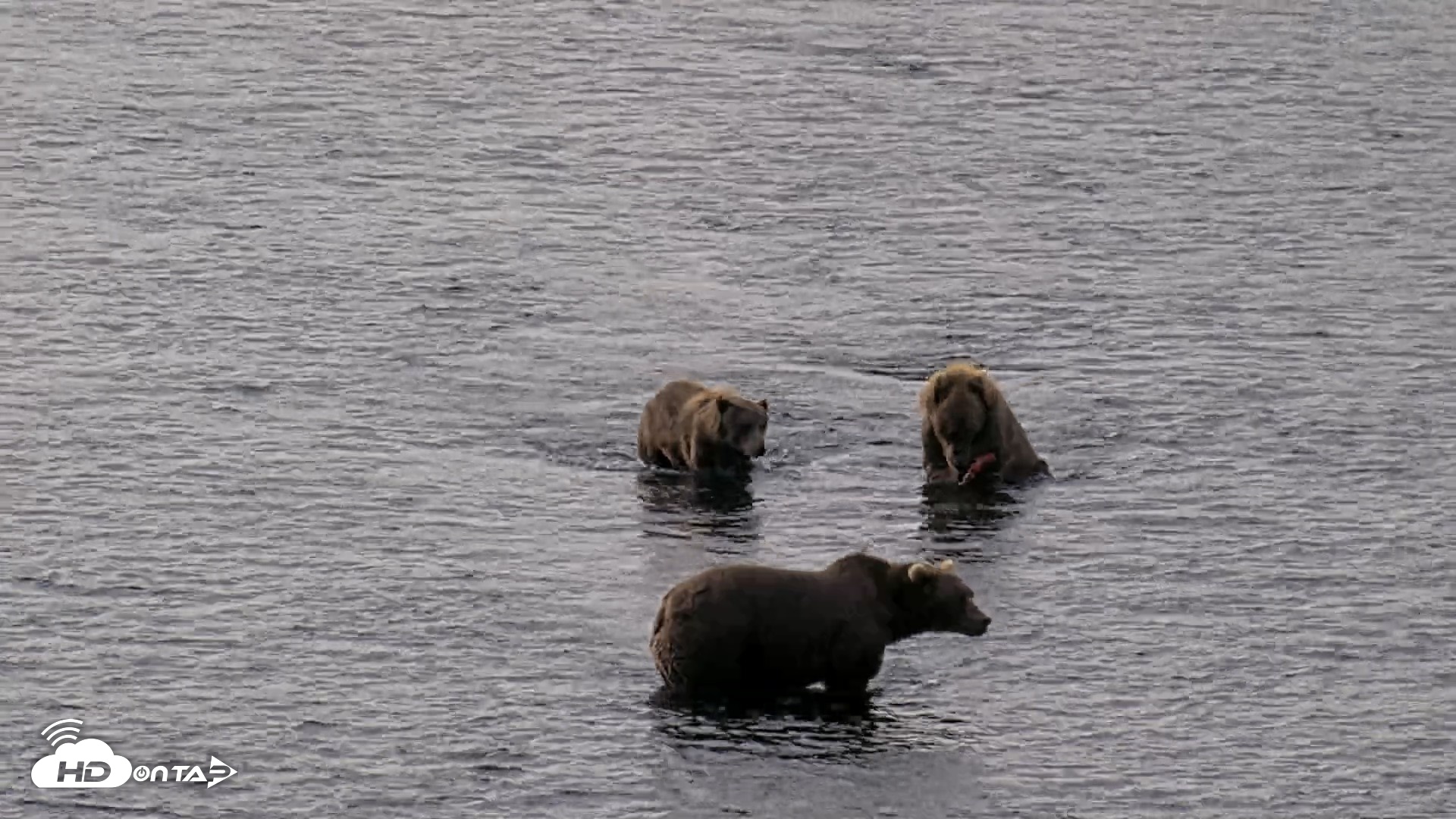 Snapshot of Kodiak Alaska Brown Bears Live Webcam taken Aug 18, 2026, 9:53am AKDT