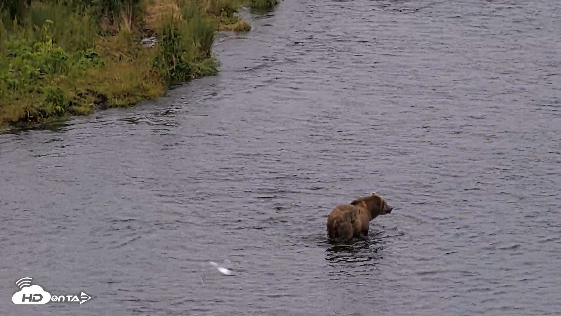Snapshot of Kodiak Alaska Brown Bears Live Webcam taken Aug 1, 2026, 6:39am AKDT