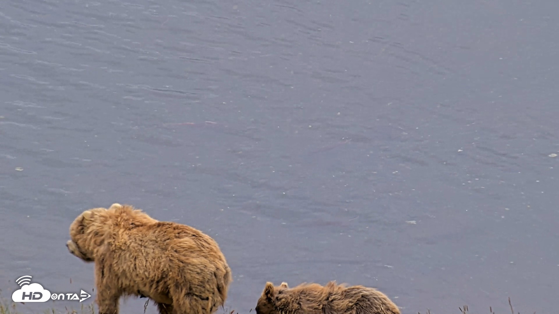Snapshot of Kodiak Alaska Brown Bears Live Webcam taken Aug 5, 2026, 9:26am AKDT