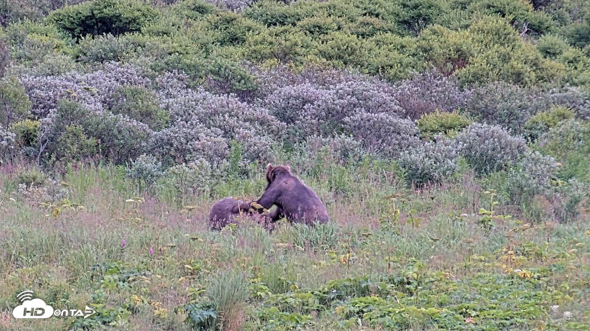 Snapshot of Kodiak Alaska Brown Bears Live Webcam taken Aug 10, 2026, 7:19pm AKDT