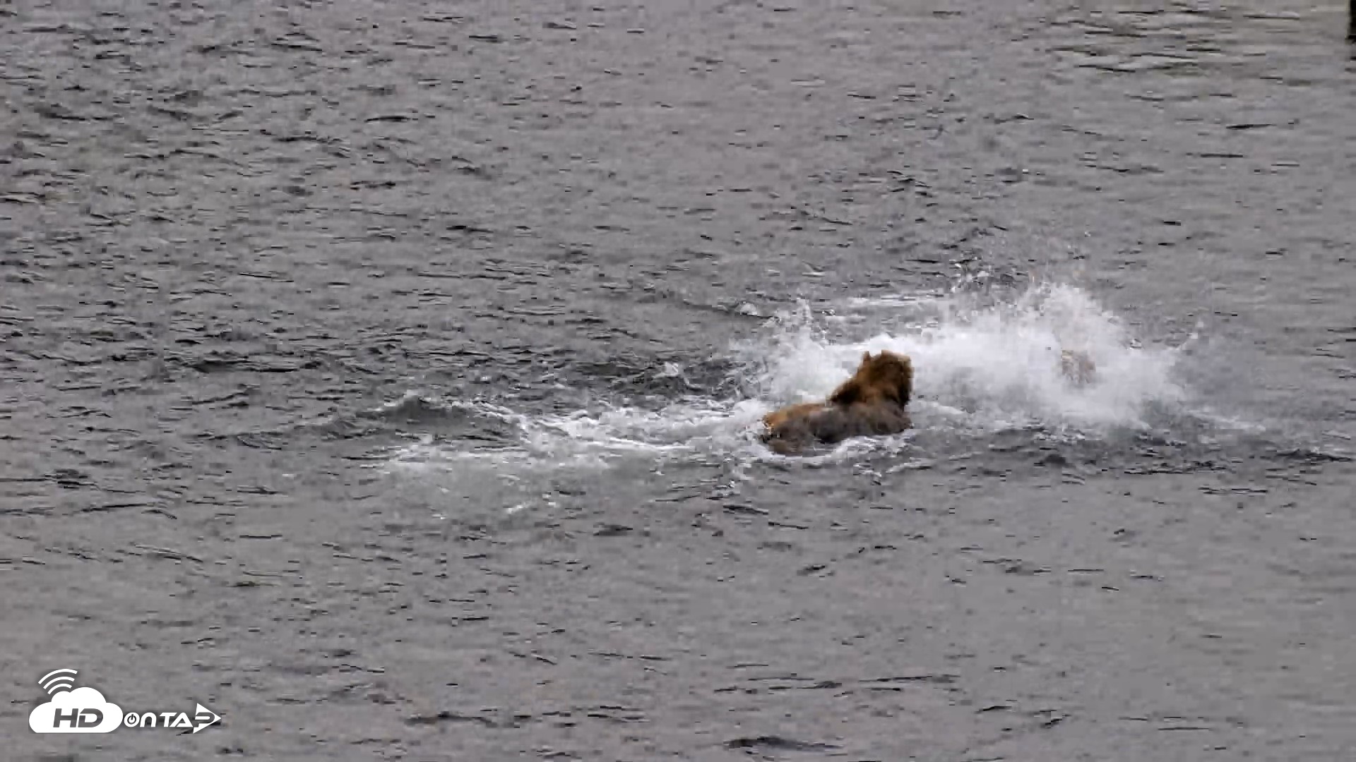 Snapshot of Kodiak Alaska Brown Bears Live Webcam taken Aug 3, 2026, 6:39am AKDT