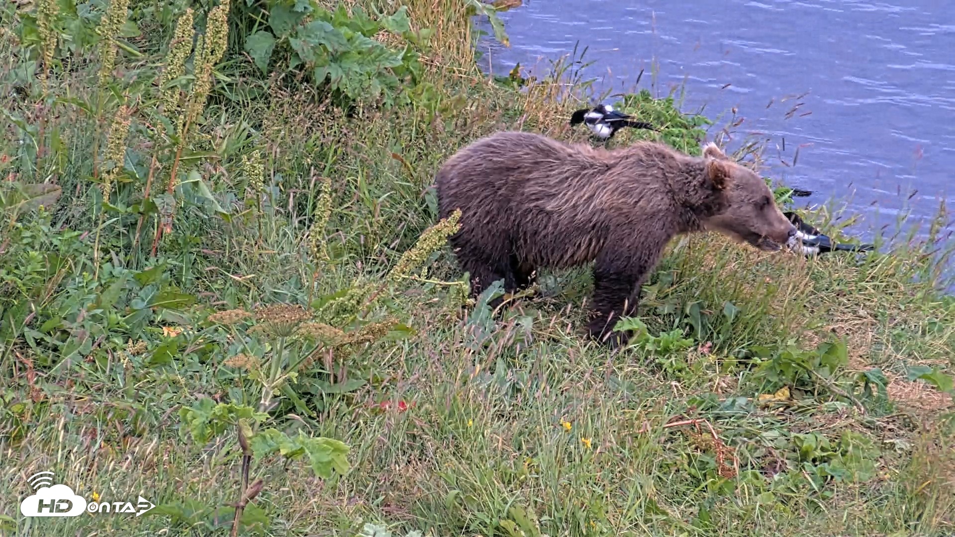 Snapshot of Kodiak Alaska Brown Bears Live Webcam taken Aug 10, 2026, 8:17pm AKDT
