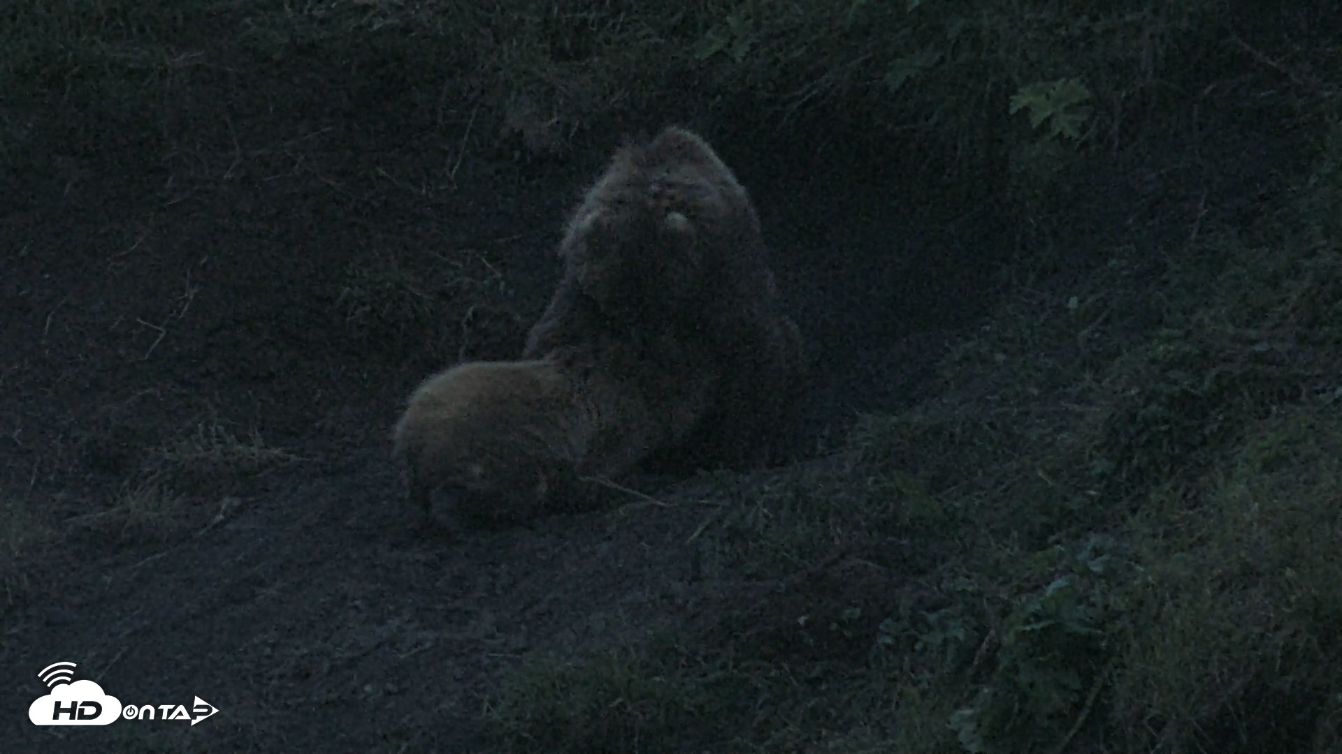 Snapshot of Kodiak Alaska Brown Bears Live Webcam taken Aug 3, 2026, 10:47pm AKDT