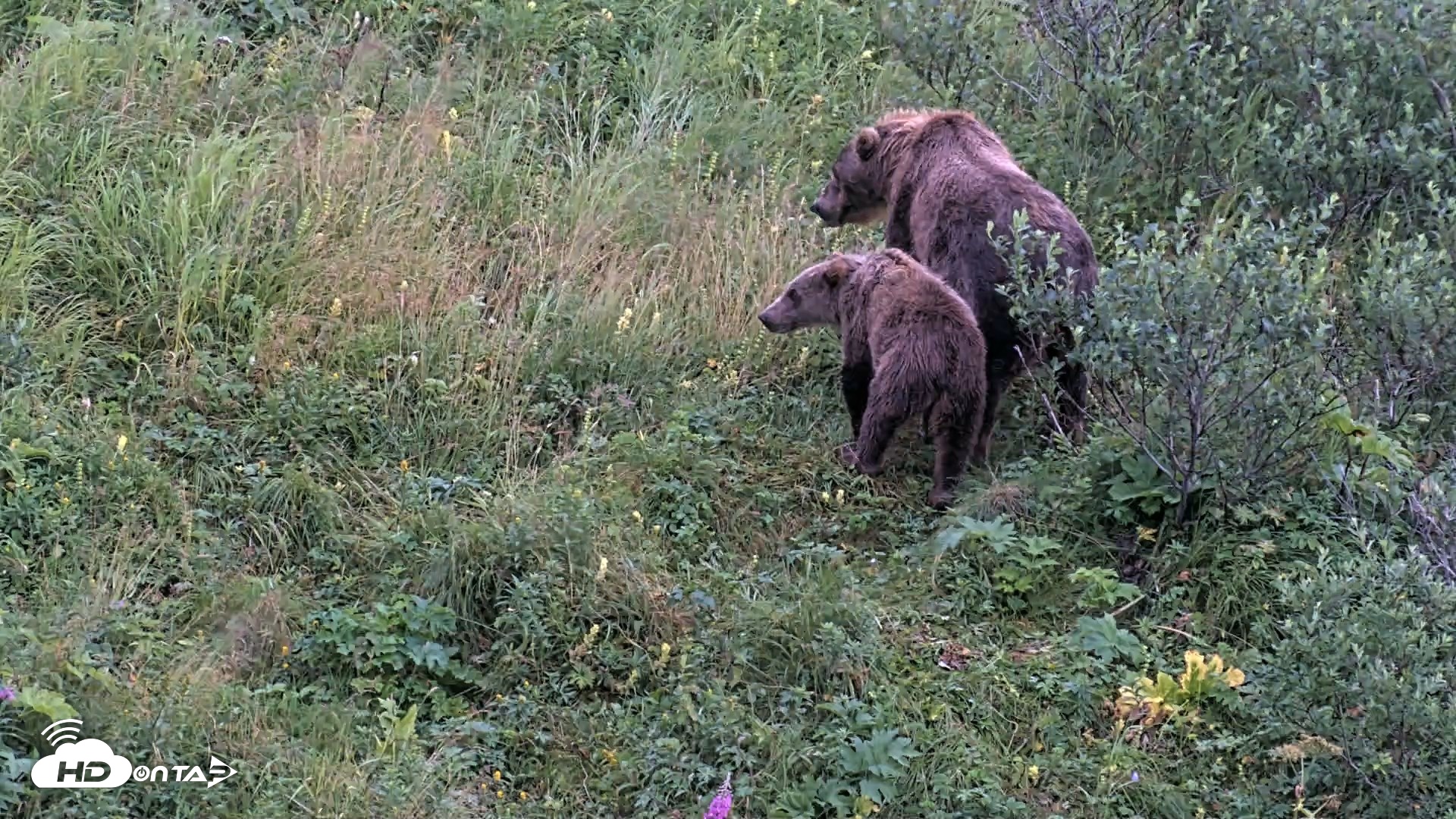 Snapshot of Kodiak Alaska Brown Bears Live Webcam taken Aug 17, 2026, 7:29am AKDT