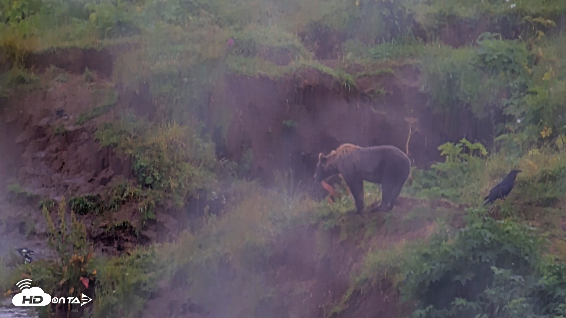 Snapshot of Kodiak Alaska Brown Bears Live Webcam taken Aug 13, 2026, 4:58pm AKDT