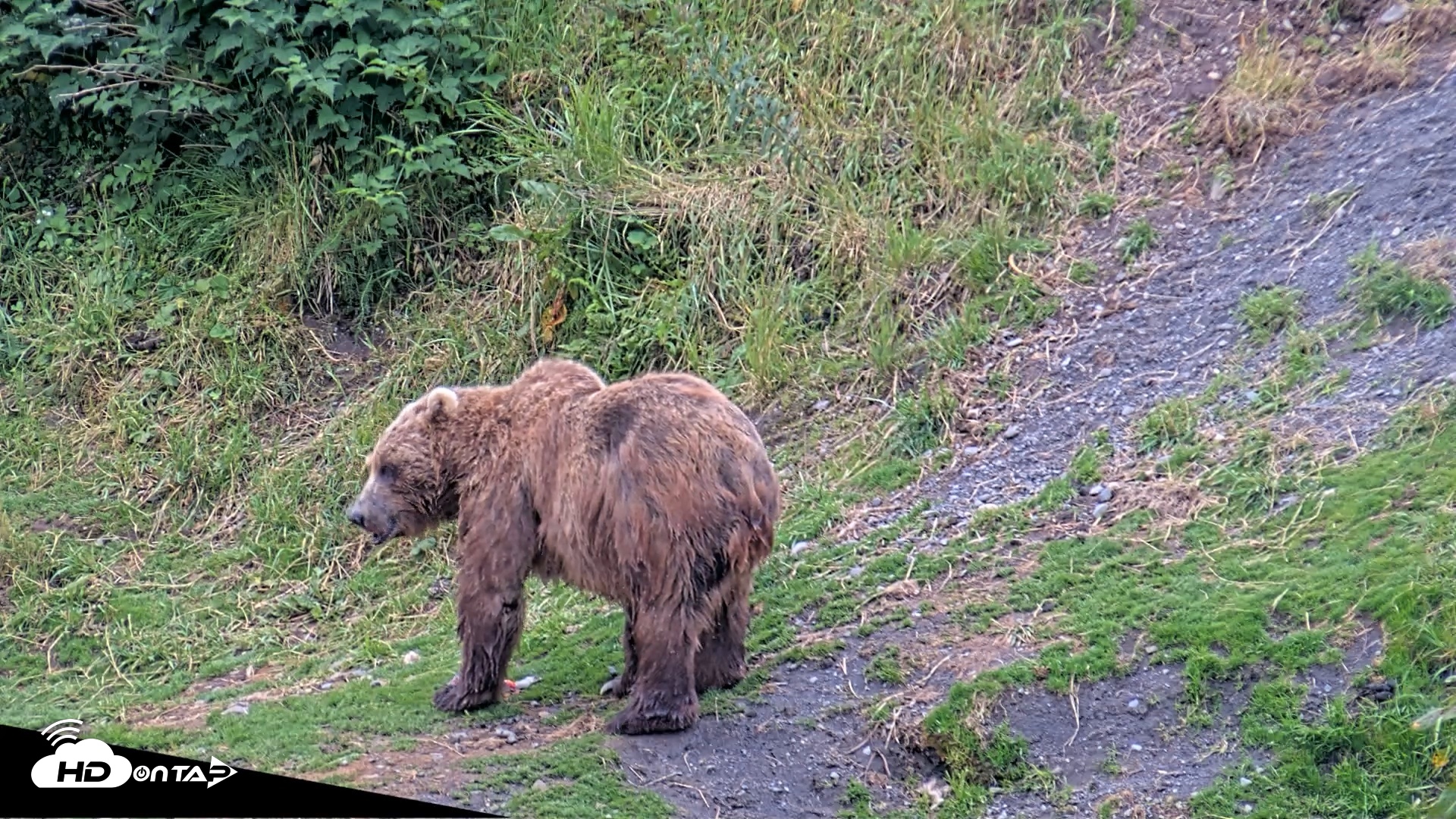 Snapshot of Kodiak Alaska Brown Bears Live Webcam taken Aug 4, 2026, 8:57pm AKDT
