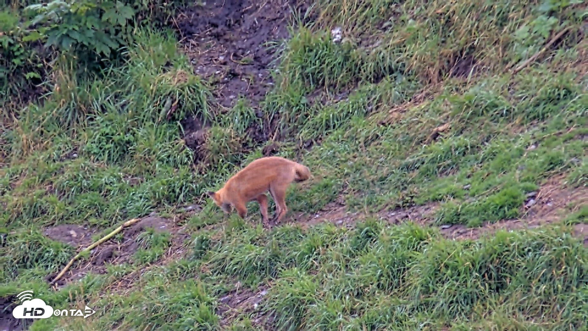 Snapshot of Kodiak Alaska Brown Bears Live Webcam taken Aug 20, 2026, 5:24pm AKDT