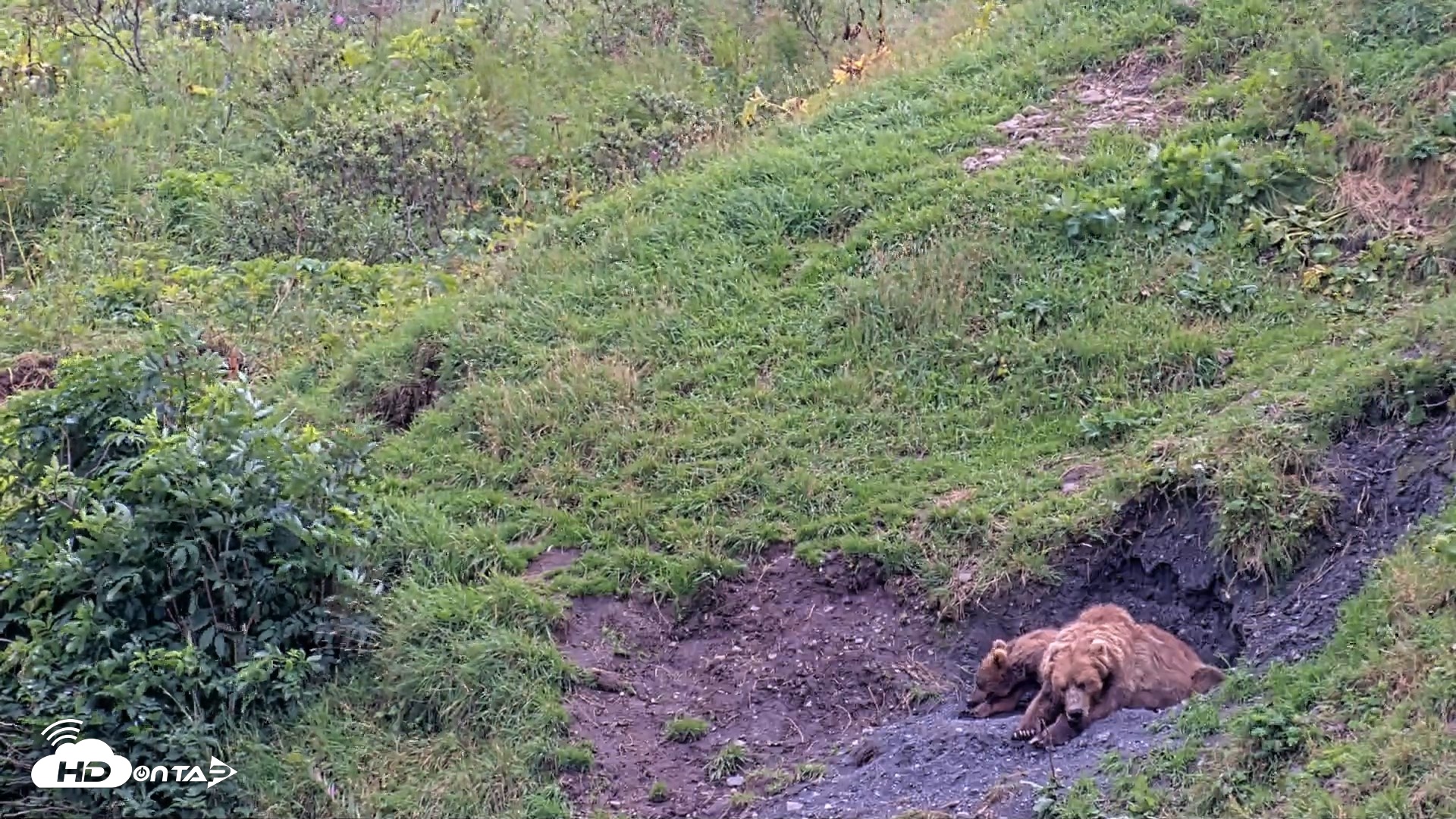 Snapshot of Kodiak Alaska Brown Bears Live Webcam taken Aug 22, 2026, 3:07pm AKDT