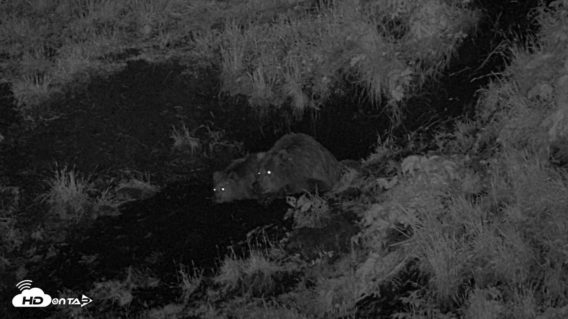 Snapshot of Kodiak Alaska Brown Bears Live Webcam taken Jul 27, 2026, 11:50pm AKDT