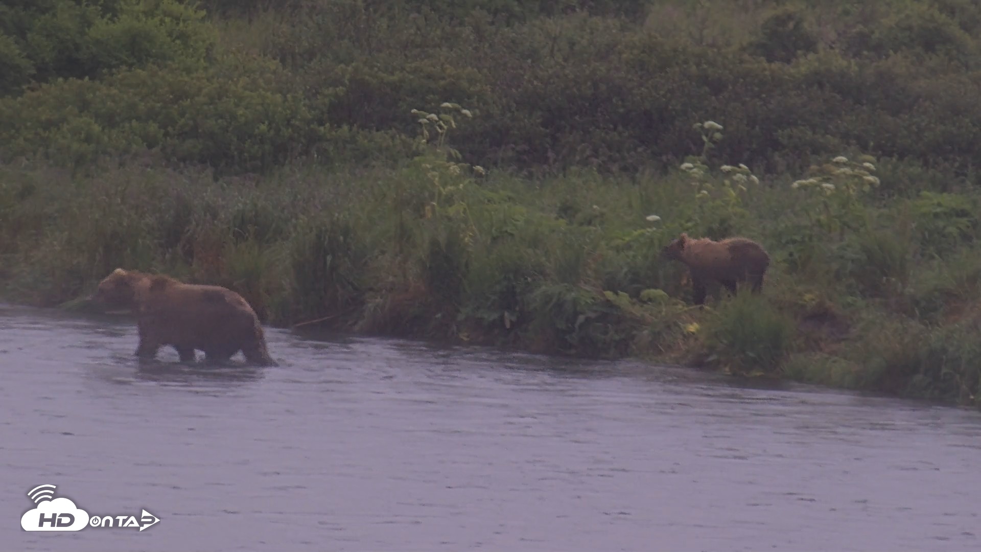 Snapshot of Kodiak Alaska Brown Bears Live Webcam taken Aug 4, 2026, 7:39am AKDT