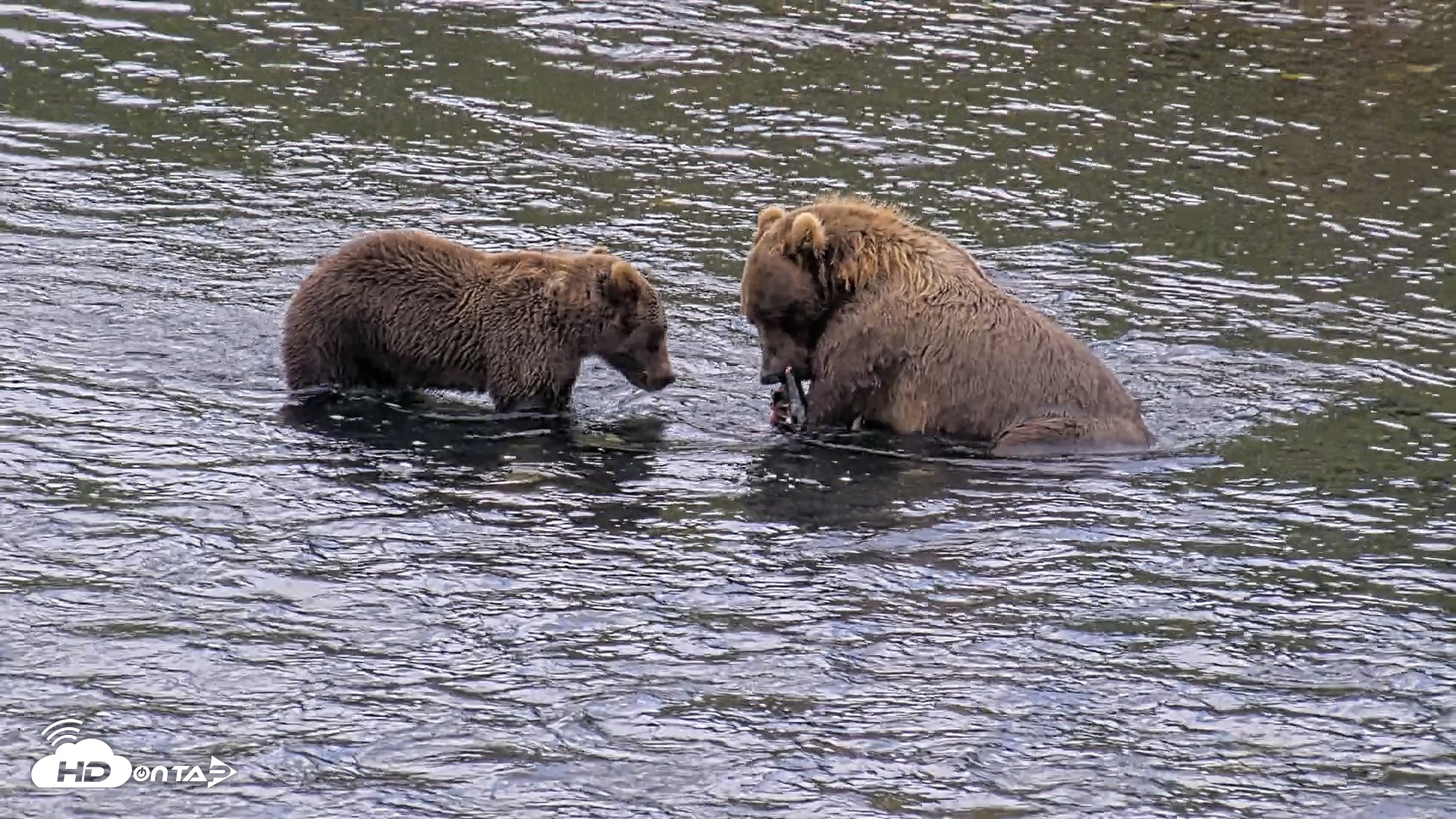 Snapshot of Kodiak Alaska Brown Bears Live Webcam taken Aug 20, 2026, 7:04pm AKDT