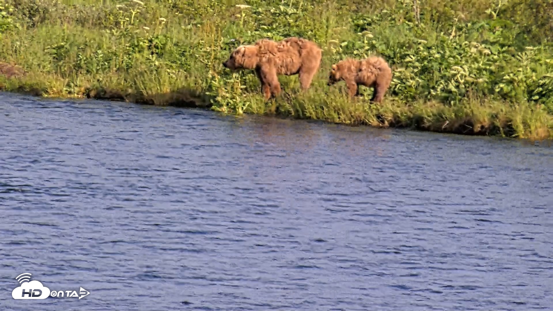 Snapshot of Kodiak Alaska Brown Bears Live Webcam taken Jul 25, 2026, 6:55pm AKDT