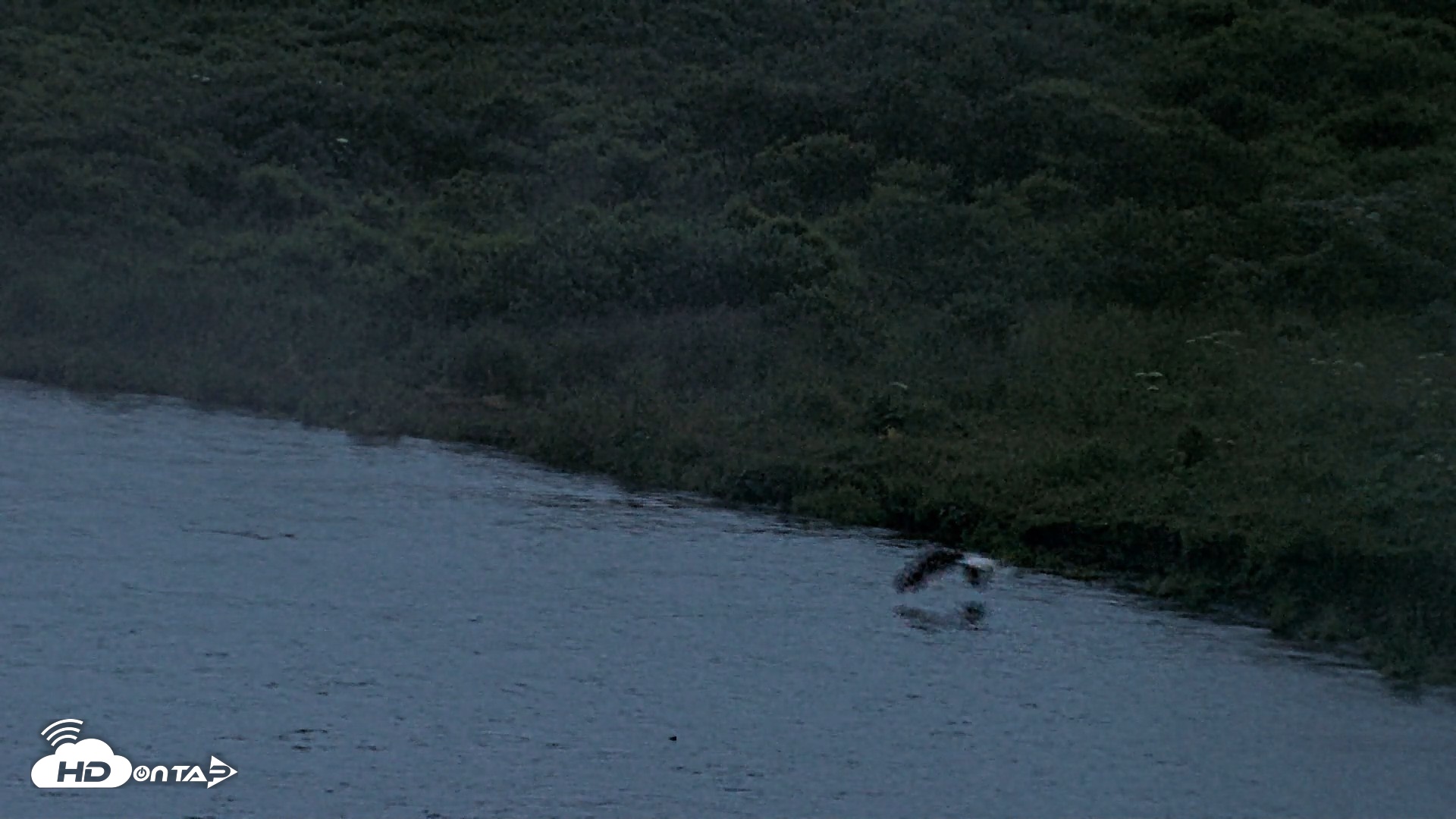 Snapshot of Kodiak Alaska Brown Bears Live Webcam taken Aug 3, 2026, 10:51pm AKDT