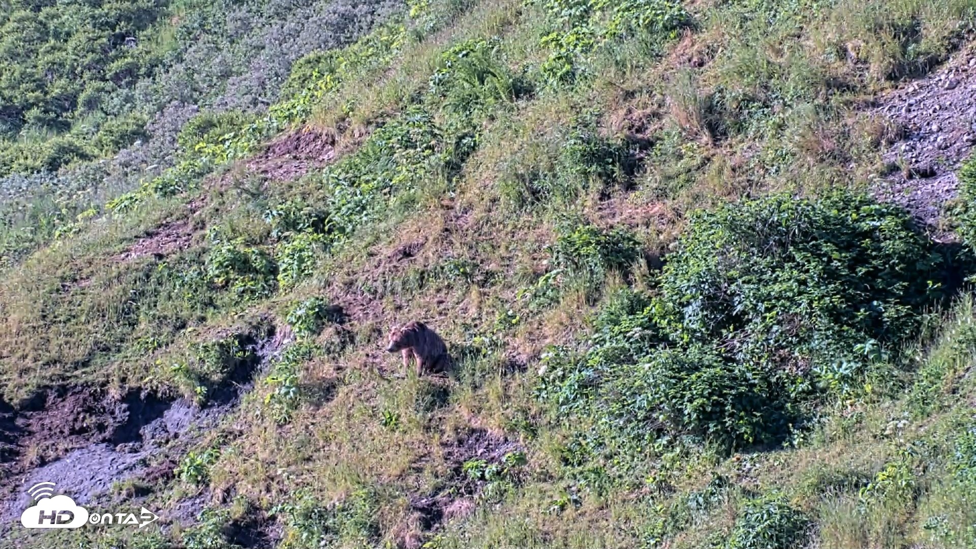 Snapshot of Kodiak Alaska Brown Bears Live Webcam taken Jul 30, 2026, 9:13am AKDT