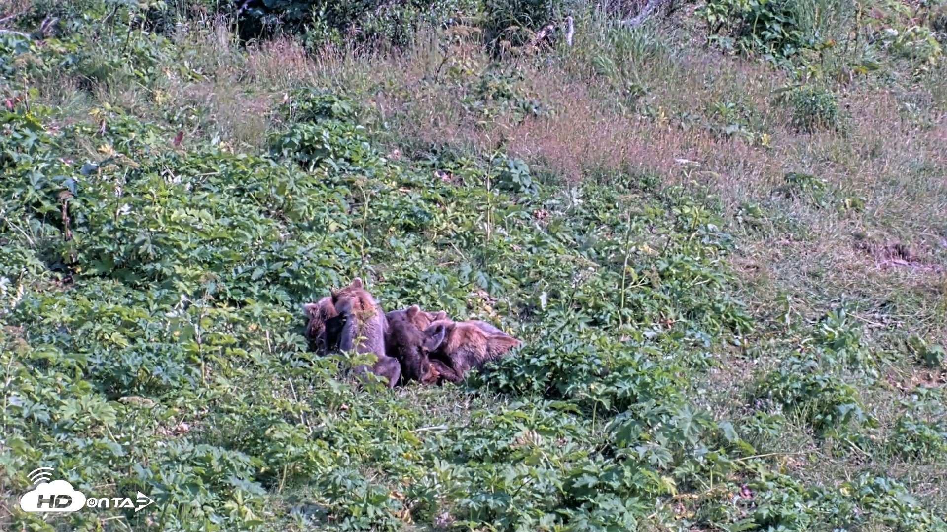 Snapshot of Kodiak Alaska Brown Bears Live Webcam taken Aug 8, 2026, 4:39pm AKDT