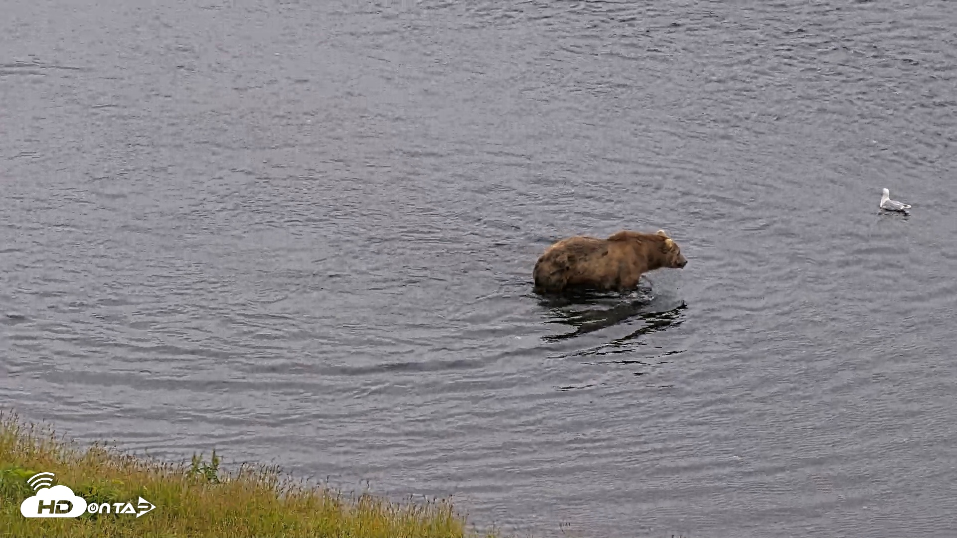 Snapshot of Kodiak Alaska Brown Bears Live Webcam taken Aug 2, 2026, 9:20pm AKDT