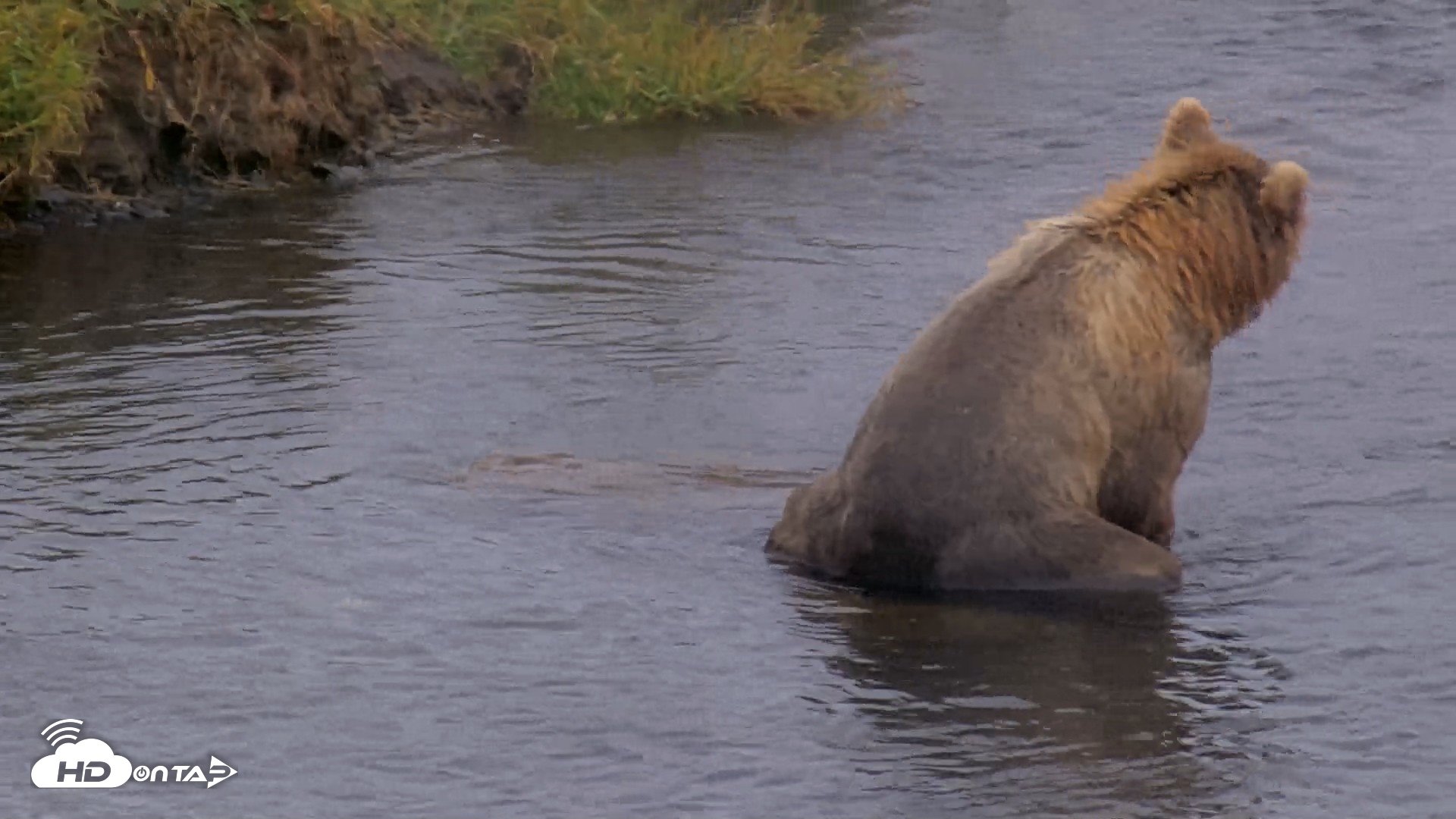 Snapshot of Kodiak Alaska Brown Bears Live Webcam taken Aug 13, 2026, 4:48pm AKDT