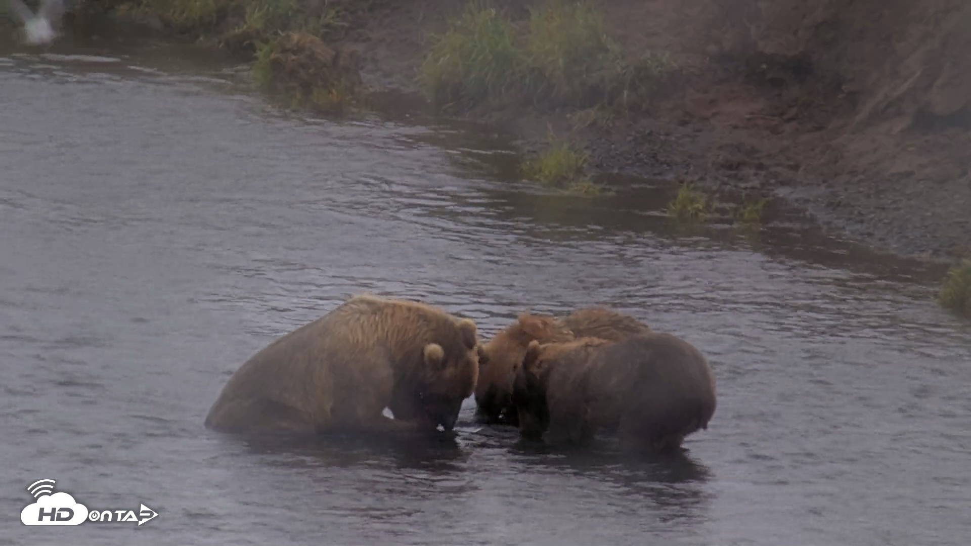 Snapshot of Kodiak Alaska Brown Bears Live Webcam taken Aug 13, 2026, 4:56pm AKDT