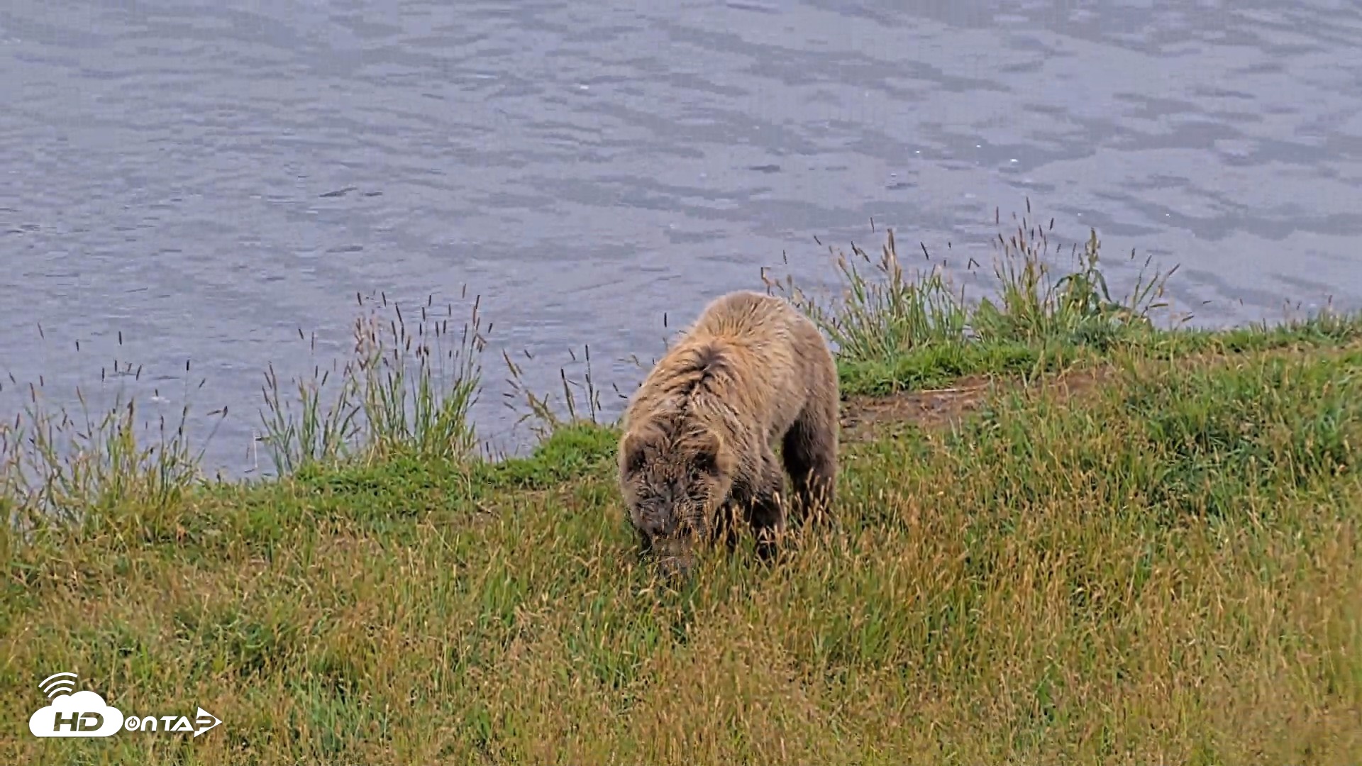 Snapshot of Kodiak Alaska Brown Bears Live Webcam taken Aug 10, 2026, 6:22pm AKDT