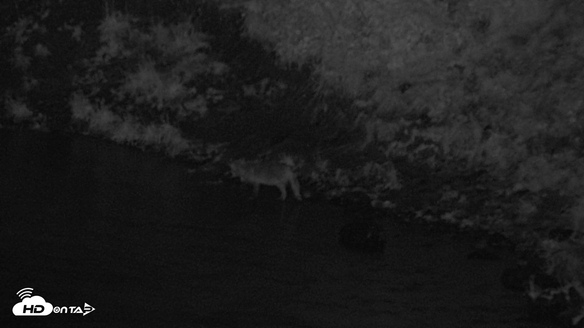 Snapshot of Kodiak Alaska Brown Bears Live Webcam taken Aug 21, 2026, 2:58am AKDT
