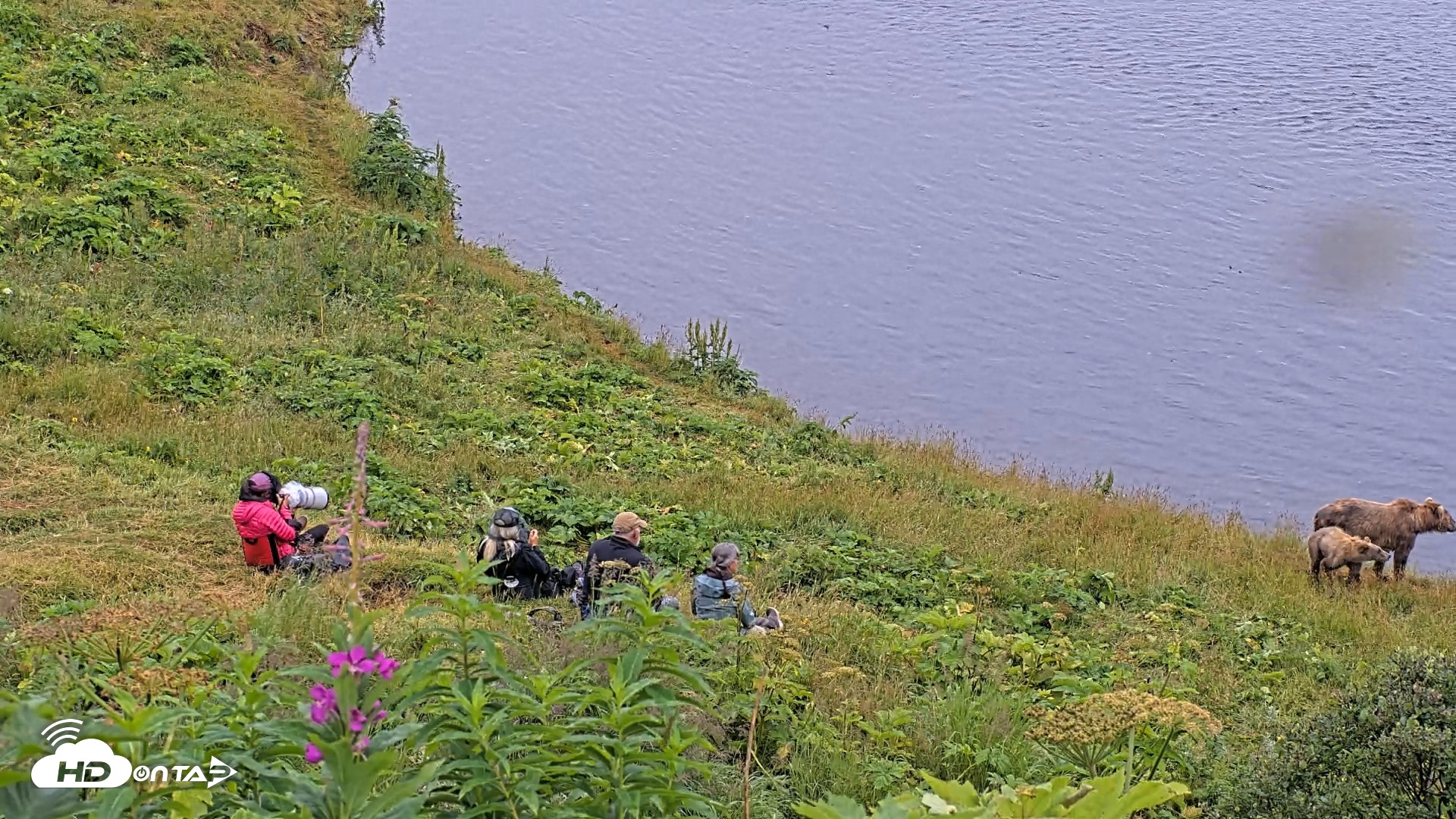 Snapshot of Kodiak Alaska Brown Bears Live Webcam taken Aug 7, 2026, 9:42am AKDT