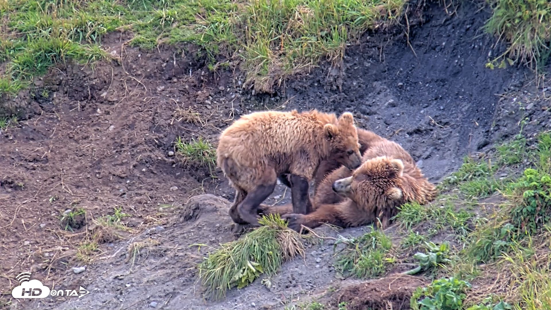 Snapshot of Kodiak Alaska Brown Bears Live Webcam taken Aug 9, 2026, 3:48pm AKDT
