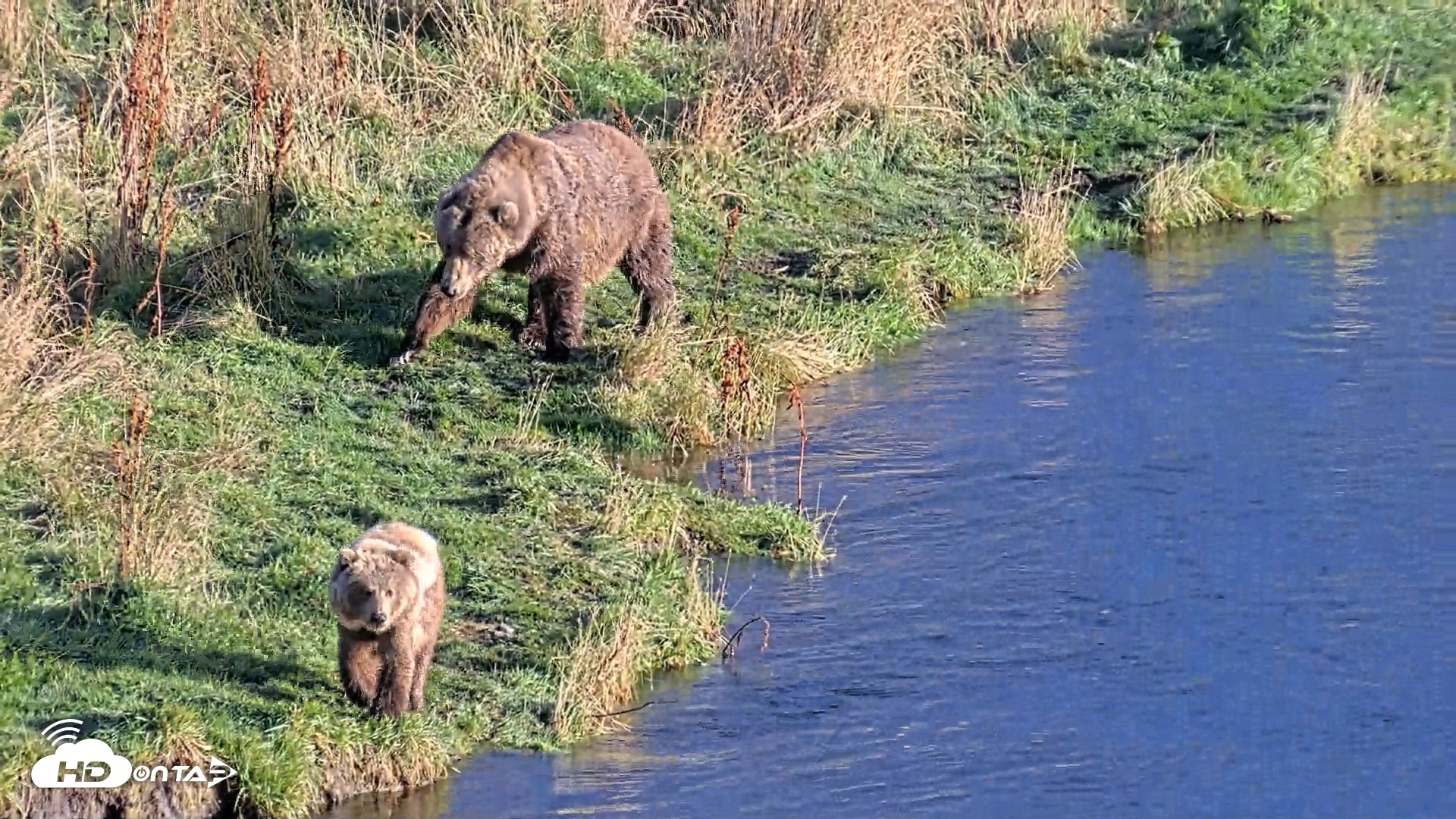 Snapshot of Kodiak Alaska Brown Bears Live Webcam taken Oct 2, 2026, 5:56pm AKDT