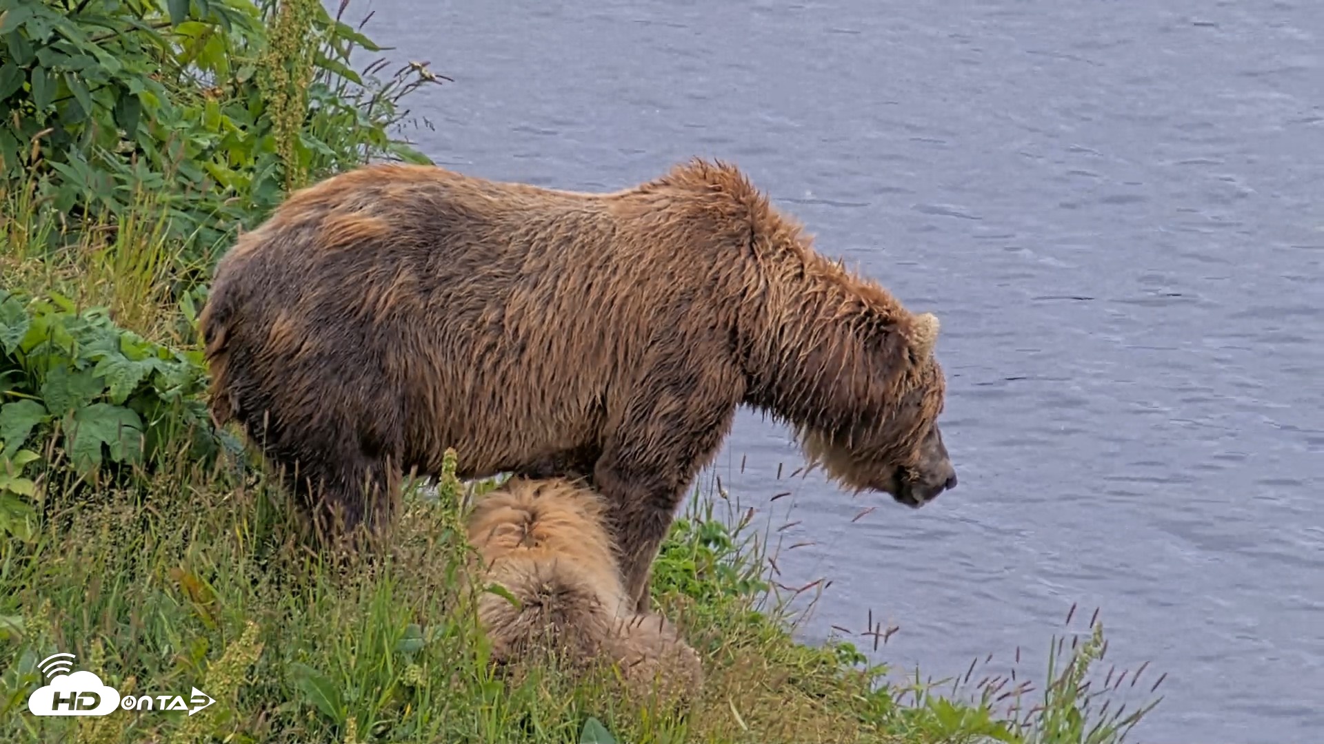 Snapshot of Kodiak Alaska Brown Bears Live Webcam taken Aug 7, 2026, 2:53pm AKDT