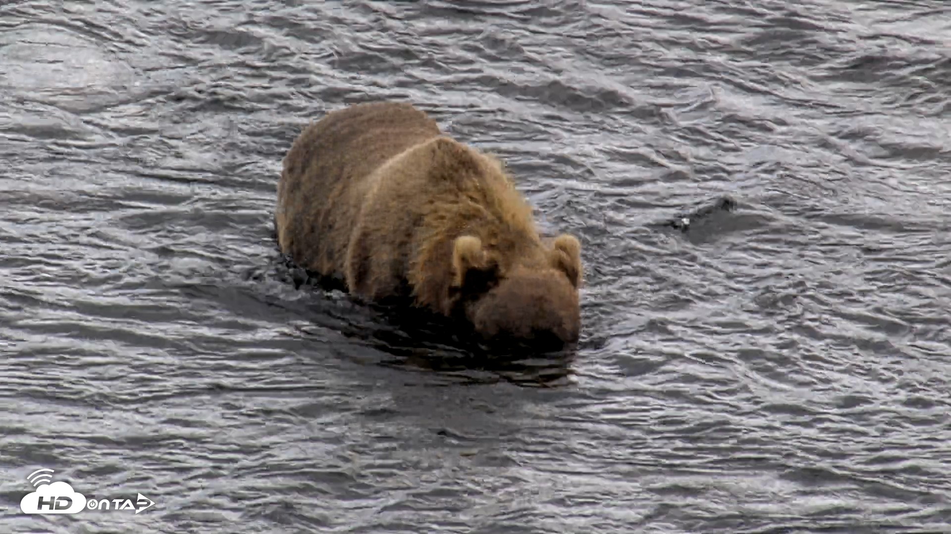 Snapshot of Kodiak Alaska Brown Bears Live Webcam taken Aug 21, 2026, 12:51pm AKDT