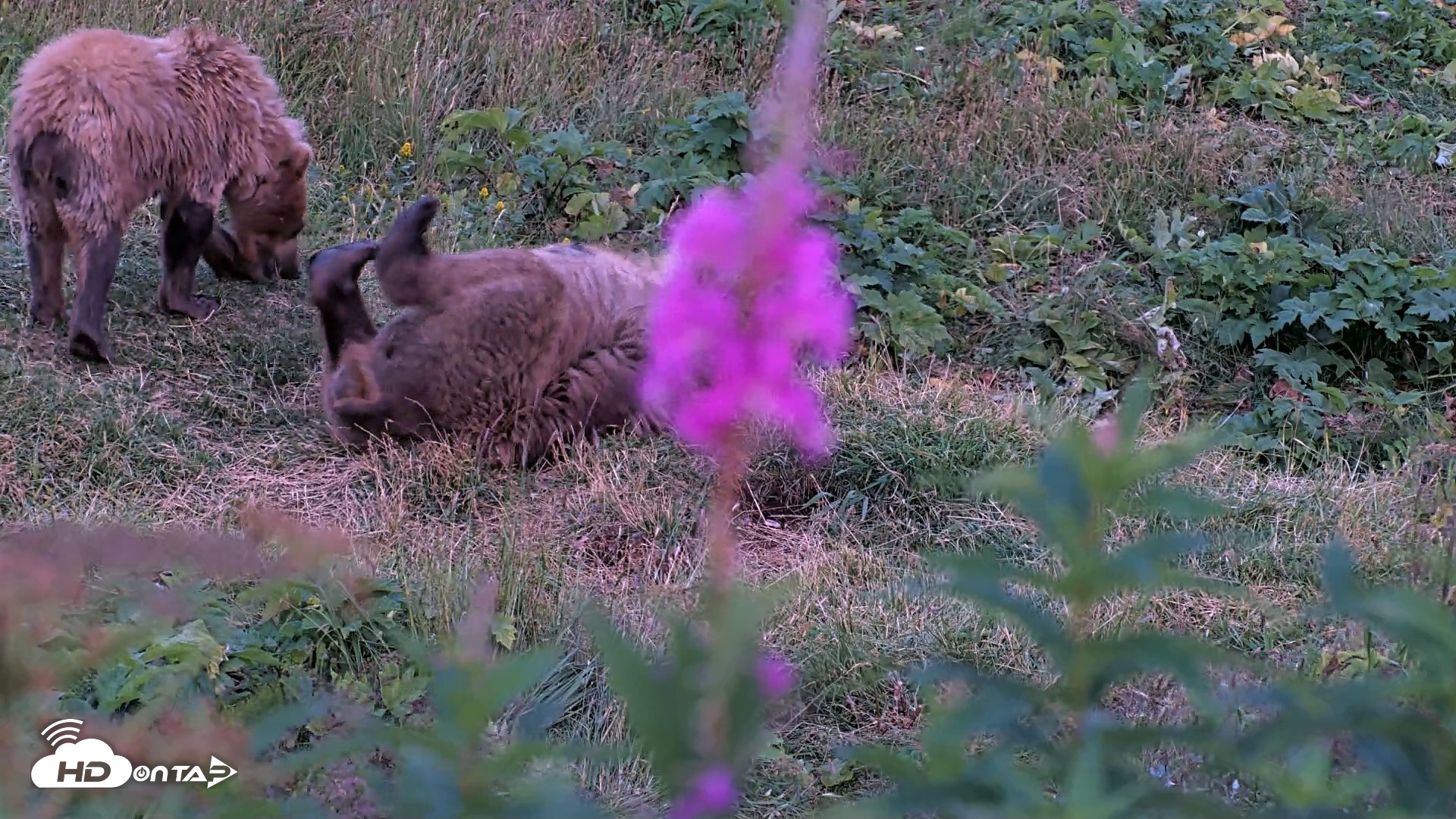 Snapshot of Kodiak Alaska Brown Bears Live Webcam taken Aug 11, 2026, 10:12pm AKDT
