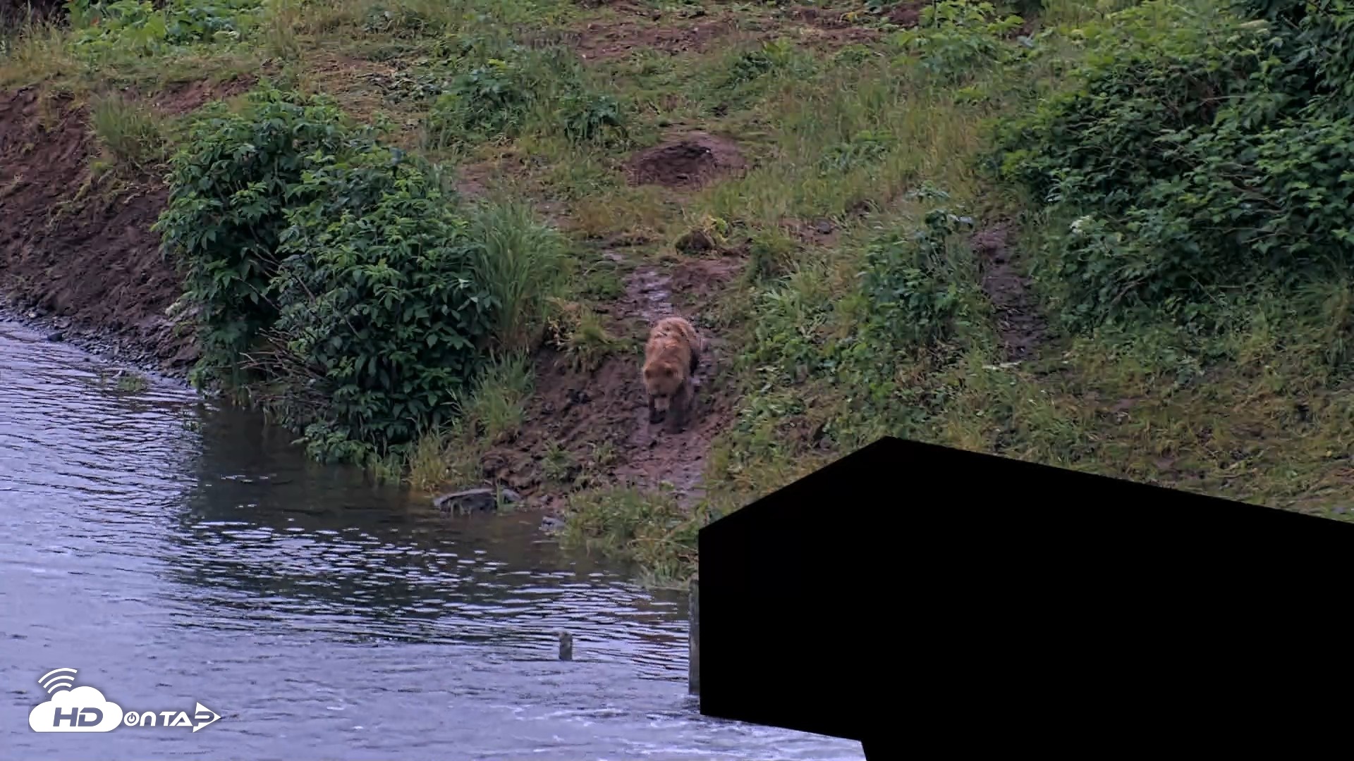 Snapshot of Kodiak Alaska Brown Bears Live Webcam taken Jul 27, 2026, 10:35pm AKDT