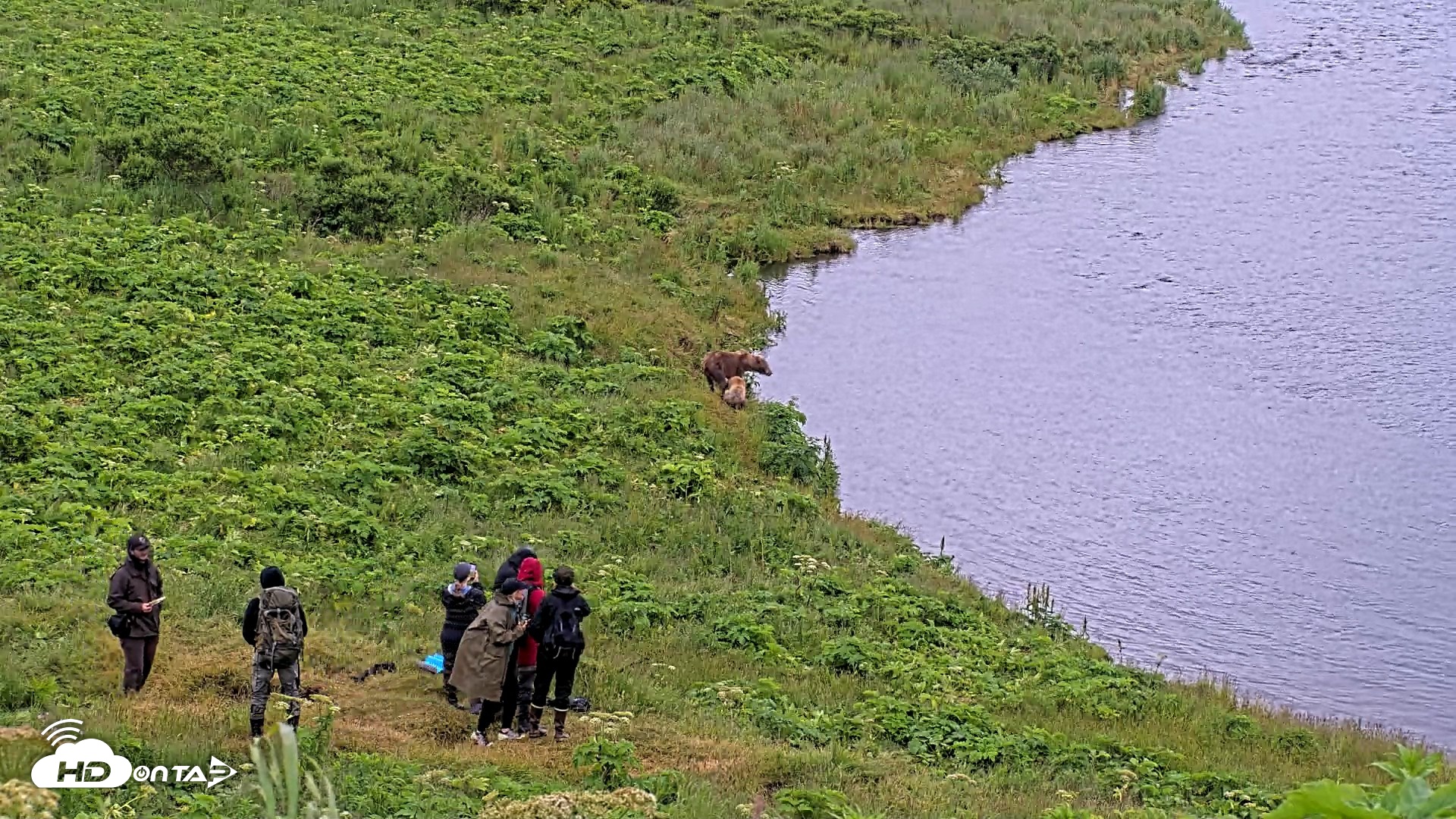Snapshot of Kodiak Alaska Brown Bears Live Webcam taken Jul 27, 2026, 5:50pm AKDT