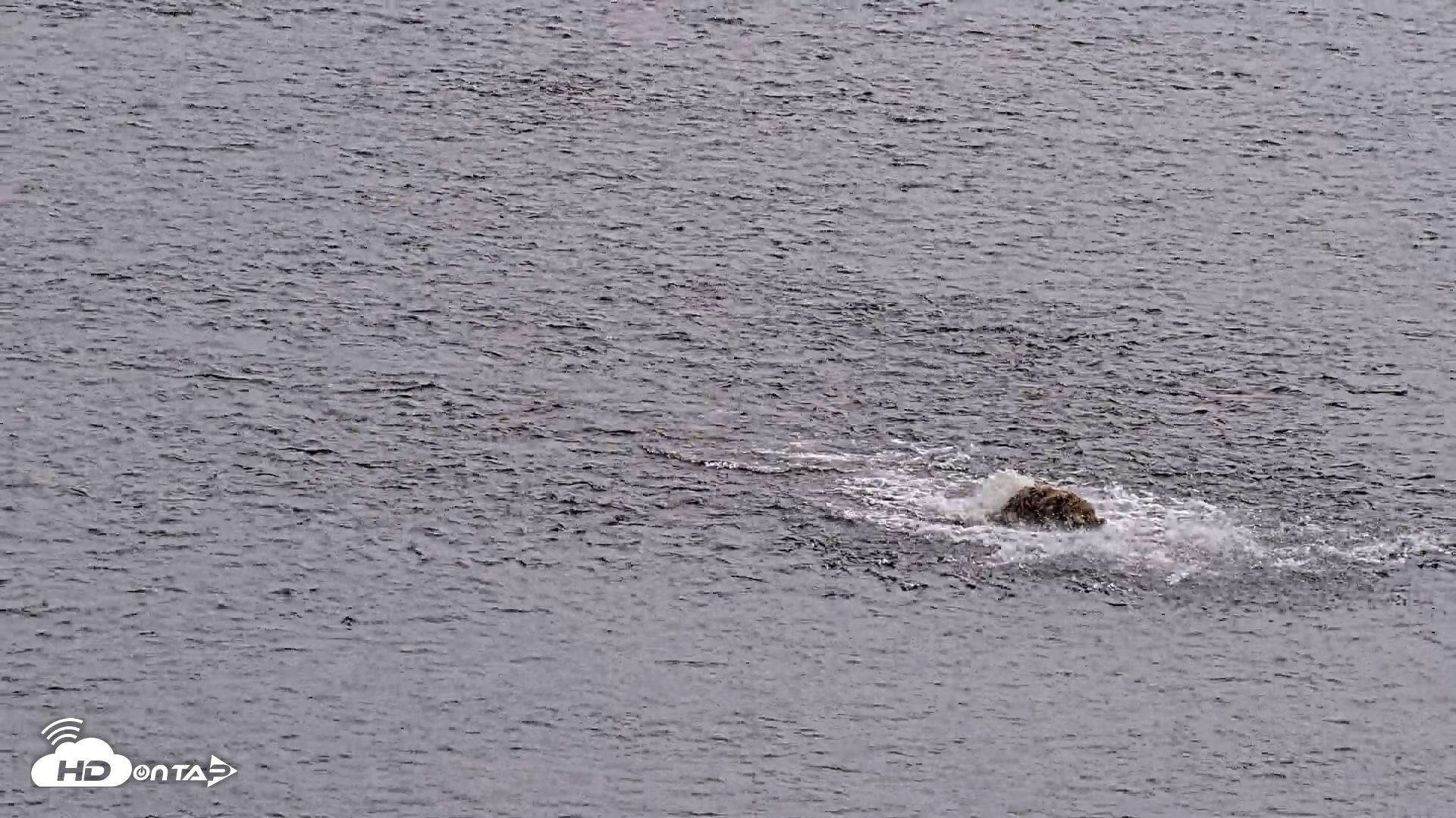 Snapshot of Kodiak Alaska Brown Bears Live Webcam taken Aug 6, 2026, 2:27pm AKDT