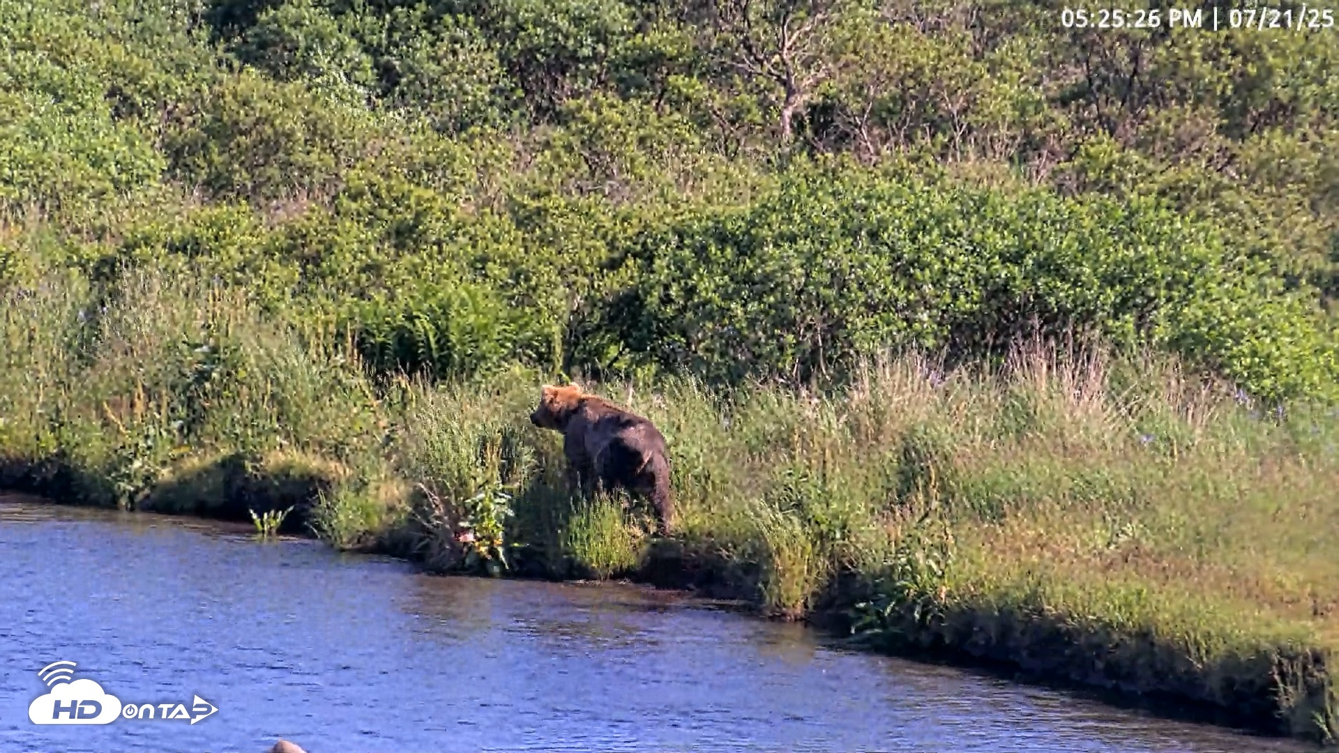 Snapshot of Kodiak Alaska Brown Bears Live Webcam taken Jul 21, 2025, 5:25pm AKDT