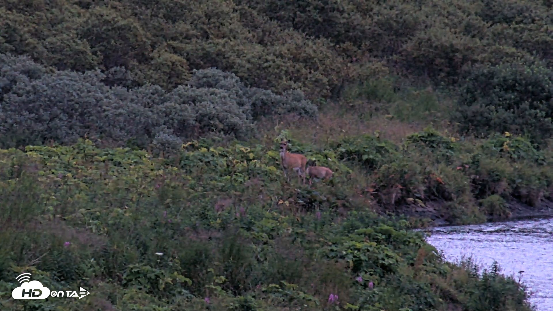 Snapshot of Kodiak Alaska Brown Bears Live Webcam taken Aug 18, 2026, 9:50pm AKDT