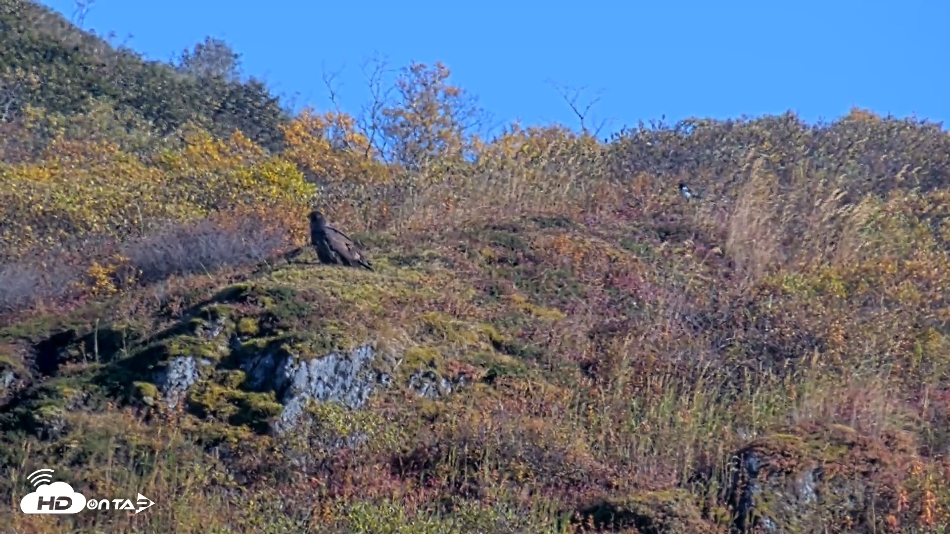 Snapshot of Kodiak Alaska Brown Bears Live Webcam taken Oct 1, 2026, 1:31pm AKDT