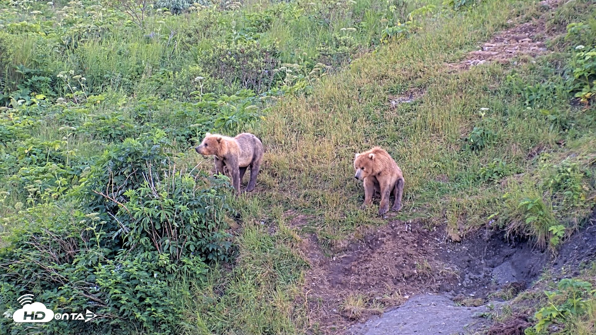 Snapshot of Kodiak Alaska Brown Bears Live Webcam taken Jul 28, 2026, 9:25pm AKDT