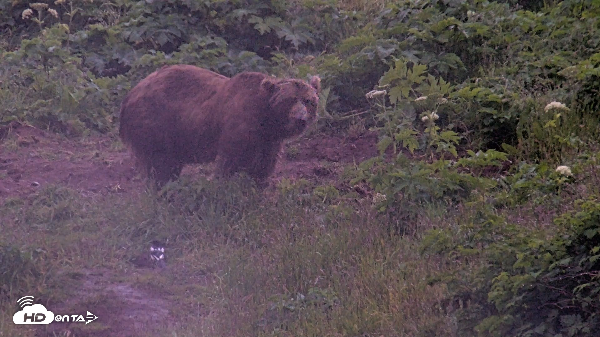 Snapshot of Kodiak Alaska Brown Bears Live Webcam taken Jul 22, 2026, 6:24am AKDT